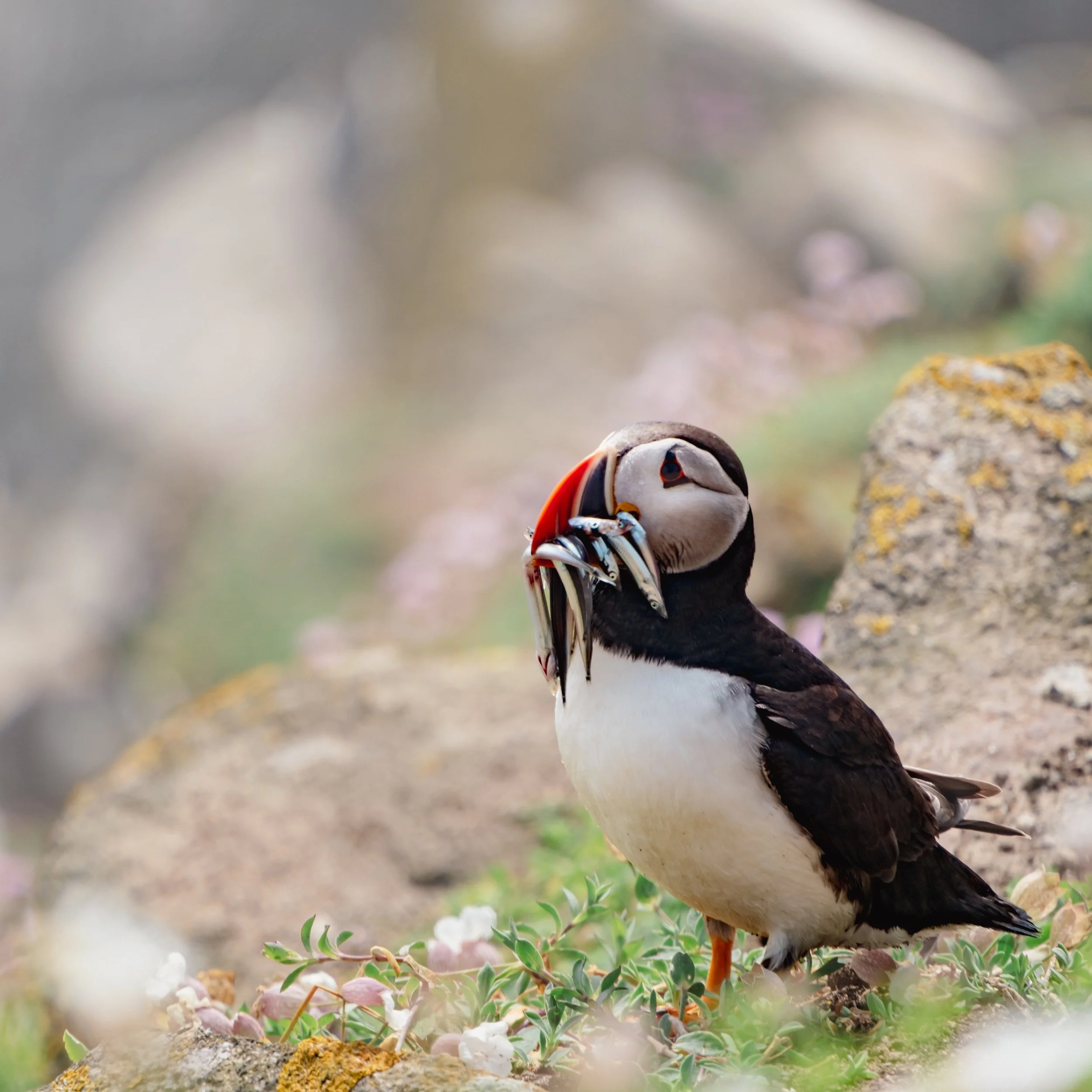 2023_12_06 _Saltees56.jpg