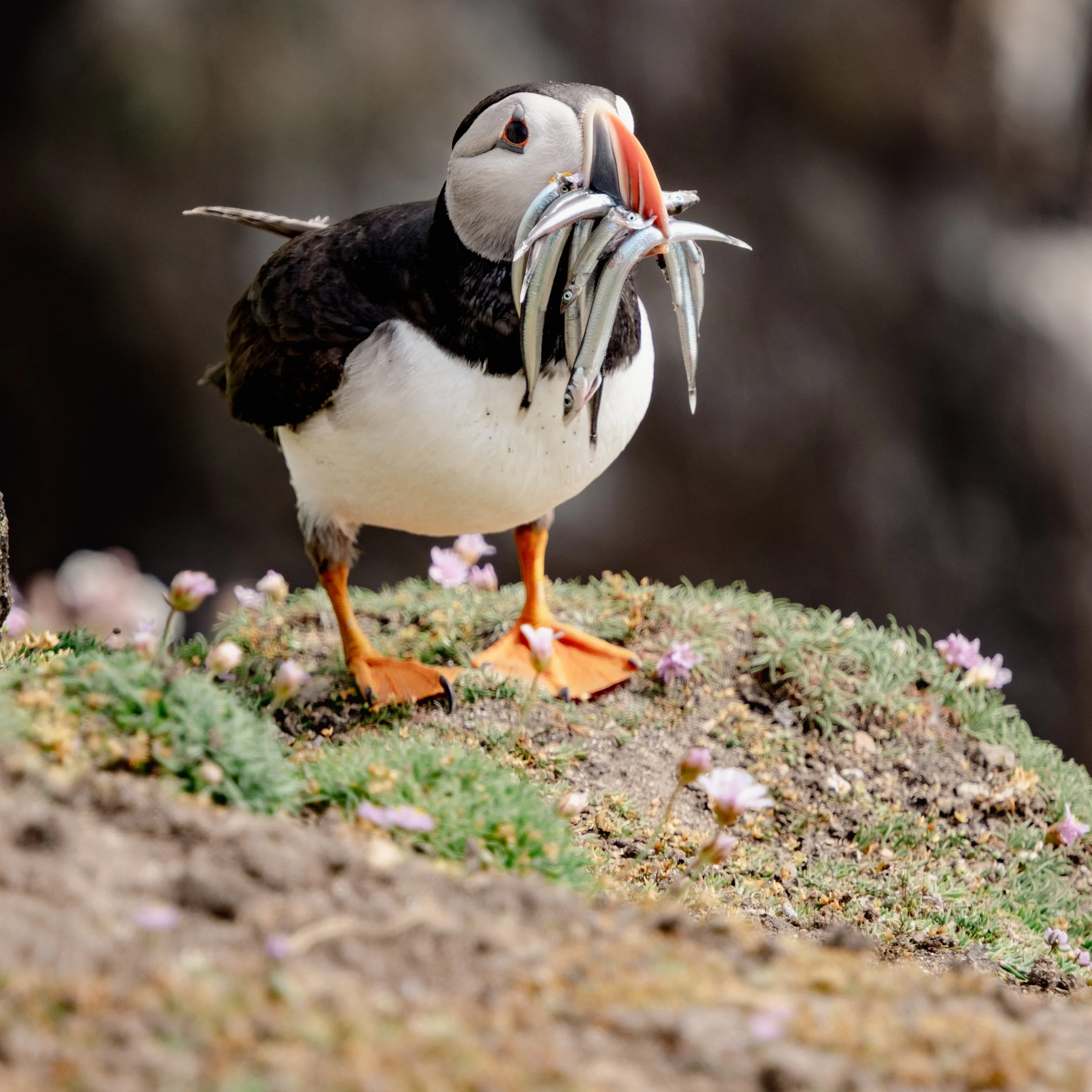 2023_12_06 _Saltees77.jpg