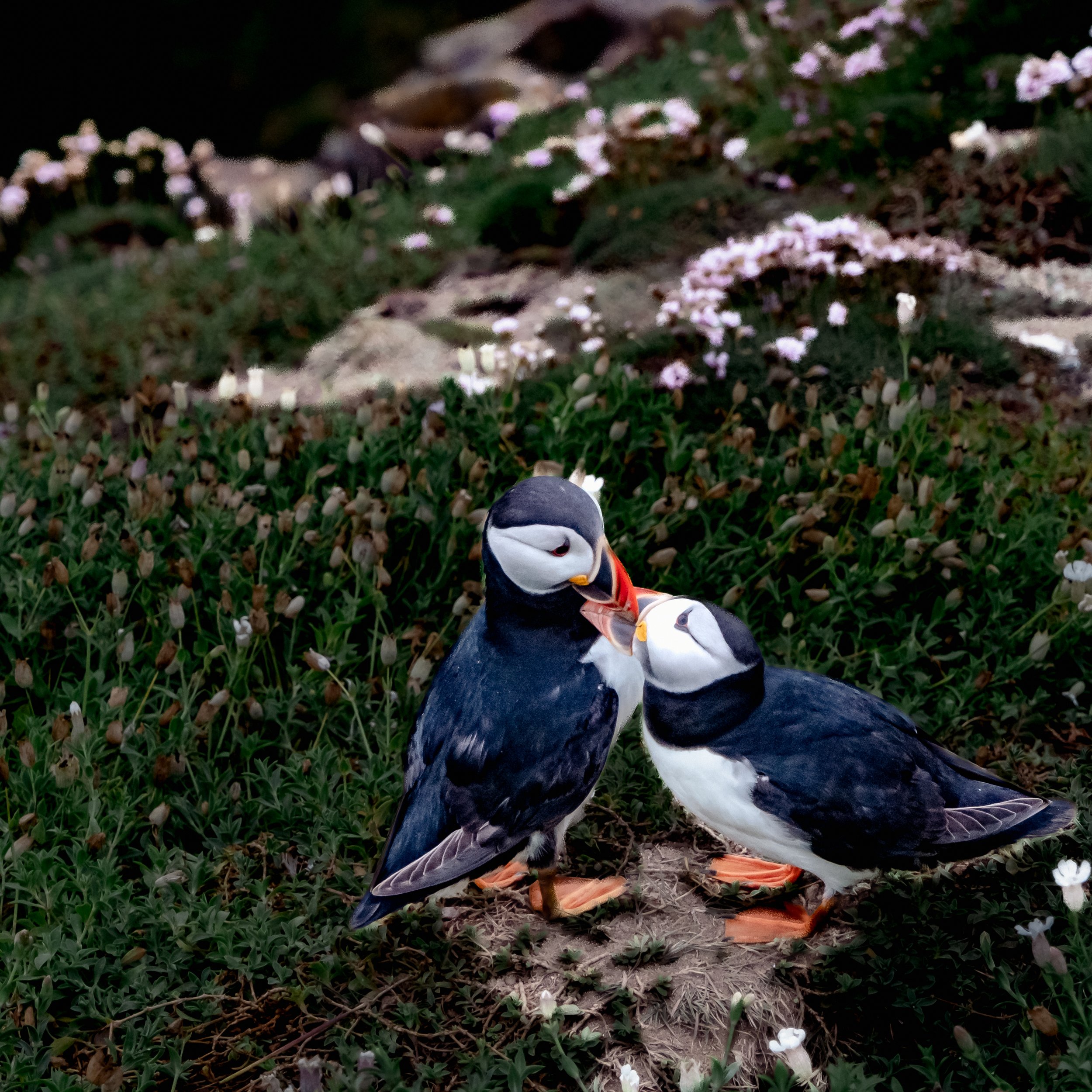 2023_12_06 _Saltees454.jpg