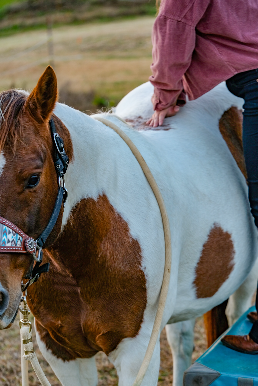 What Is Animal Chiropractic? 