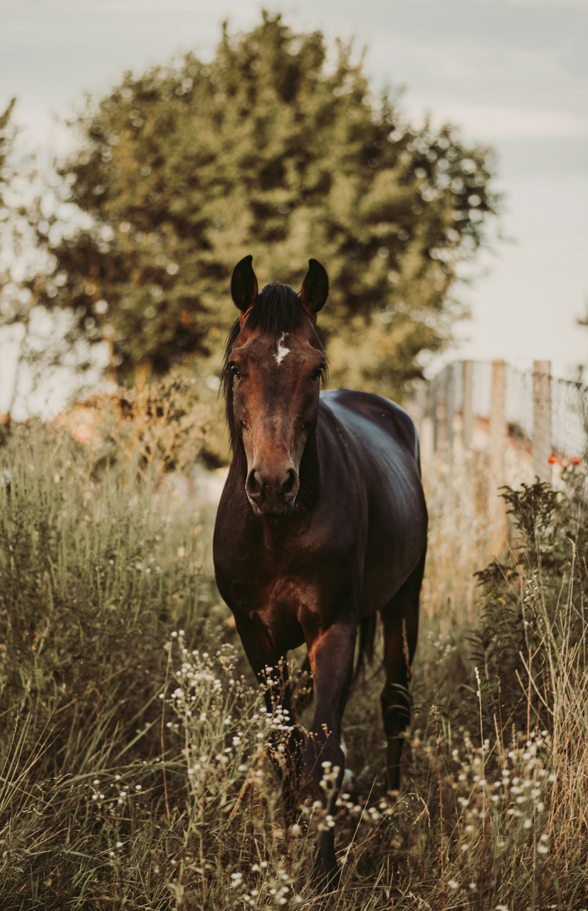 A black horse standing in tall grass and wildflowers with a large tree and a fence in the background.