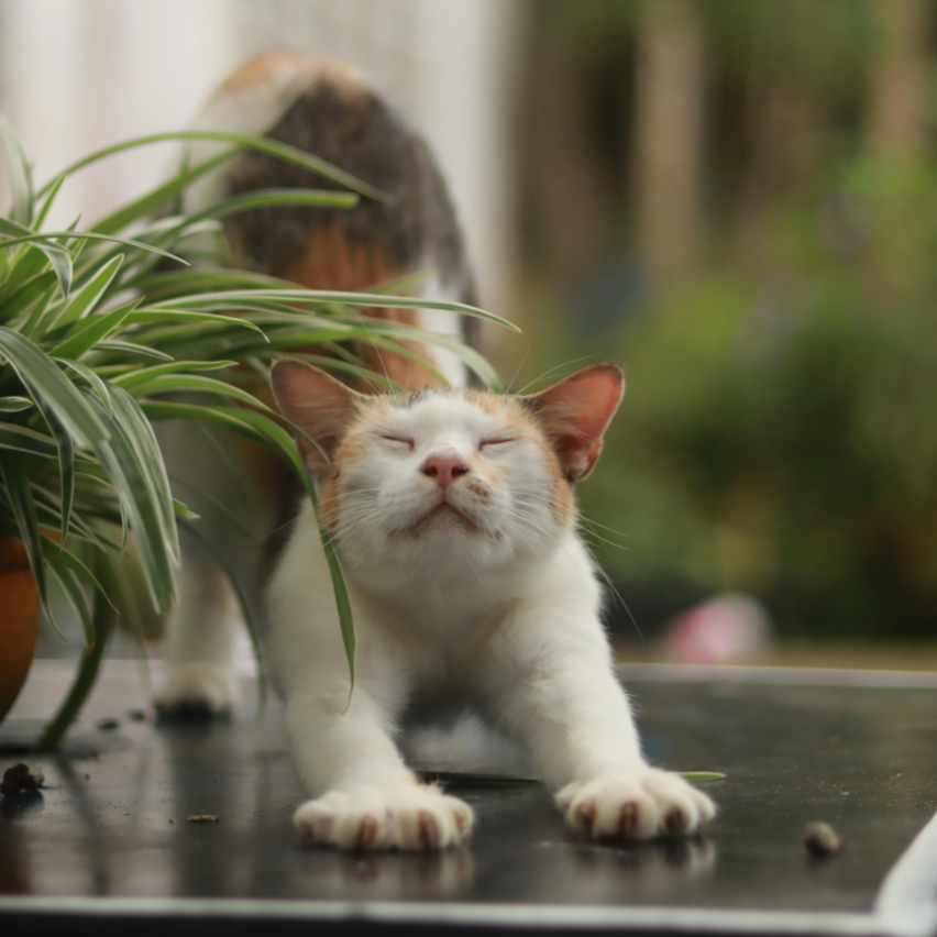 A modern building with a wooden exterior and large glass window, set against a mountain landscape with dry grass and sparse vegetation in the foreground.