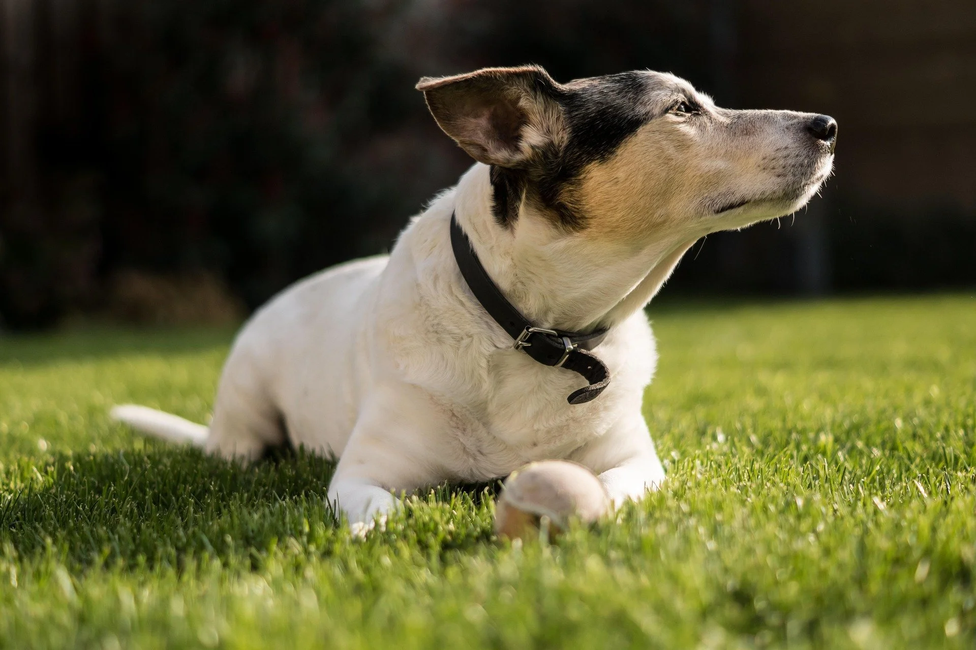 A dog lying on a green lawn with a ball in front of it, showing a black collar and a white body with black and tan markings on the face.