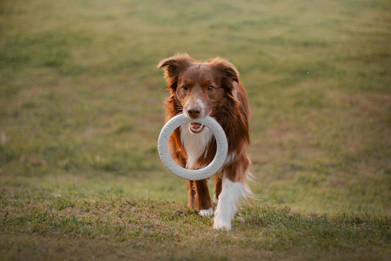 A brown and white dog walking across a grassy field while carrying a large gray ring toy in its mouth.