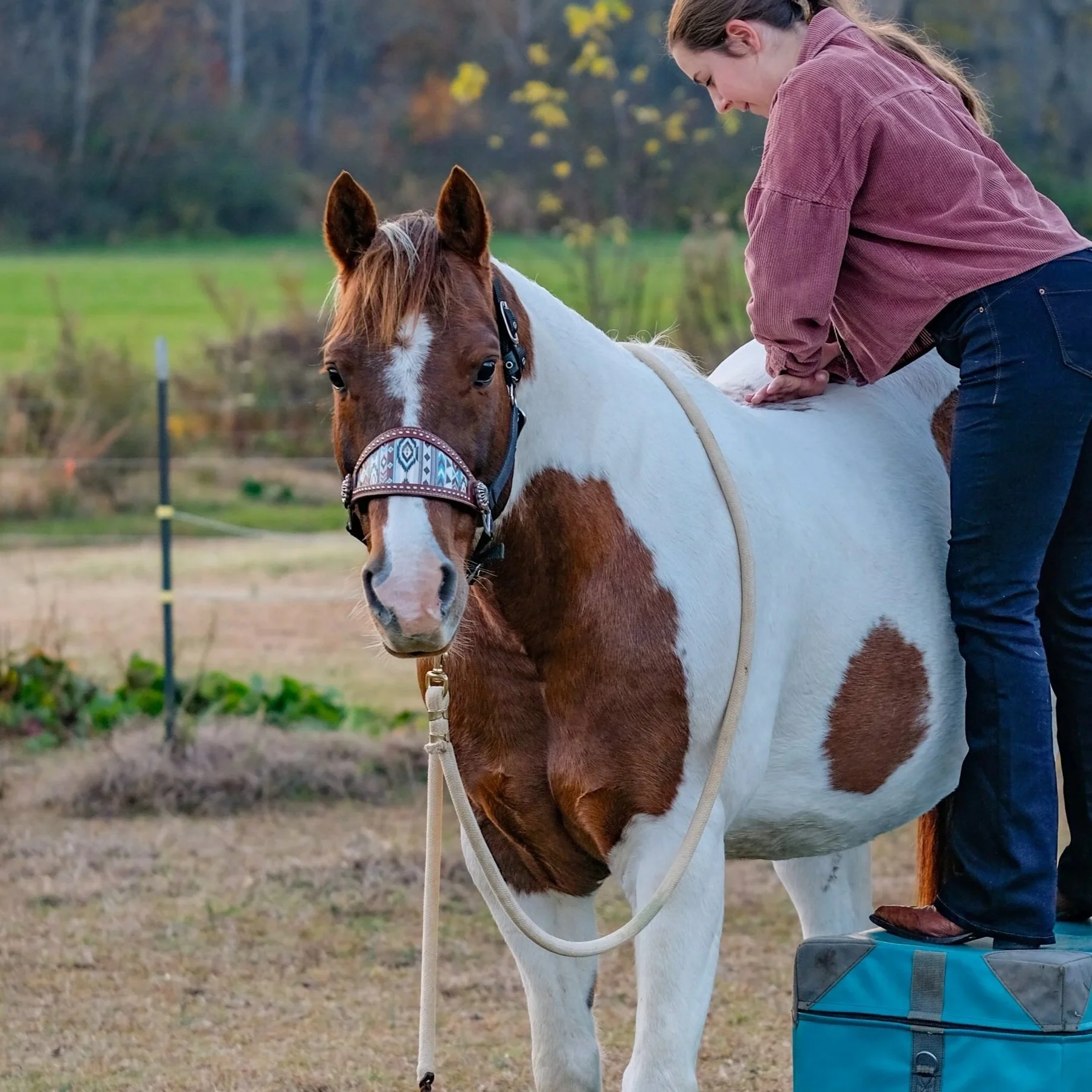 Dr. Jessica Tyndall giving an adjustment to a brown and white horse during a mobile chiropractic session.