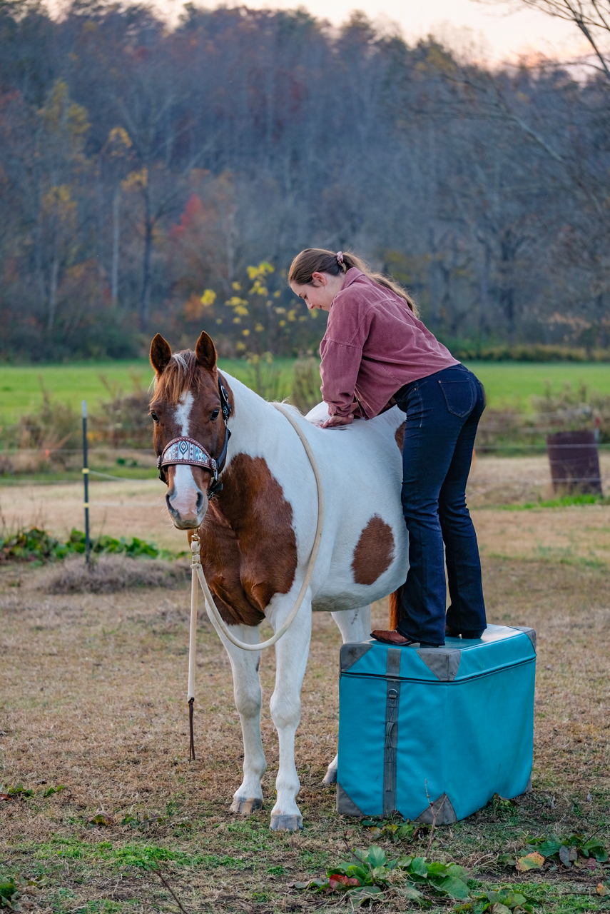 Dr. Jessica Tyndall of Bouncing Back Chiropractic giving an adjustment to a horse during a mobile chiropractic session.