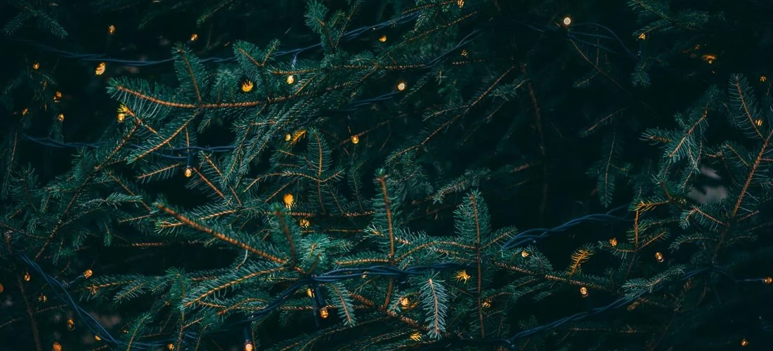 REACH Relief for the Holiday