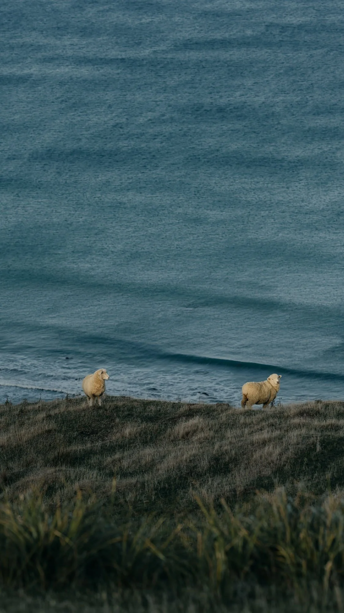 Two sheep standing on a grassy hillside near the coast at Akitio, nz. New Zealand produces the best quality strong wool for furniture production and manufacturing in the world