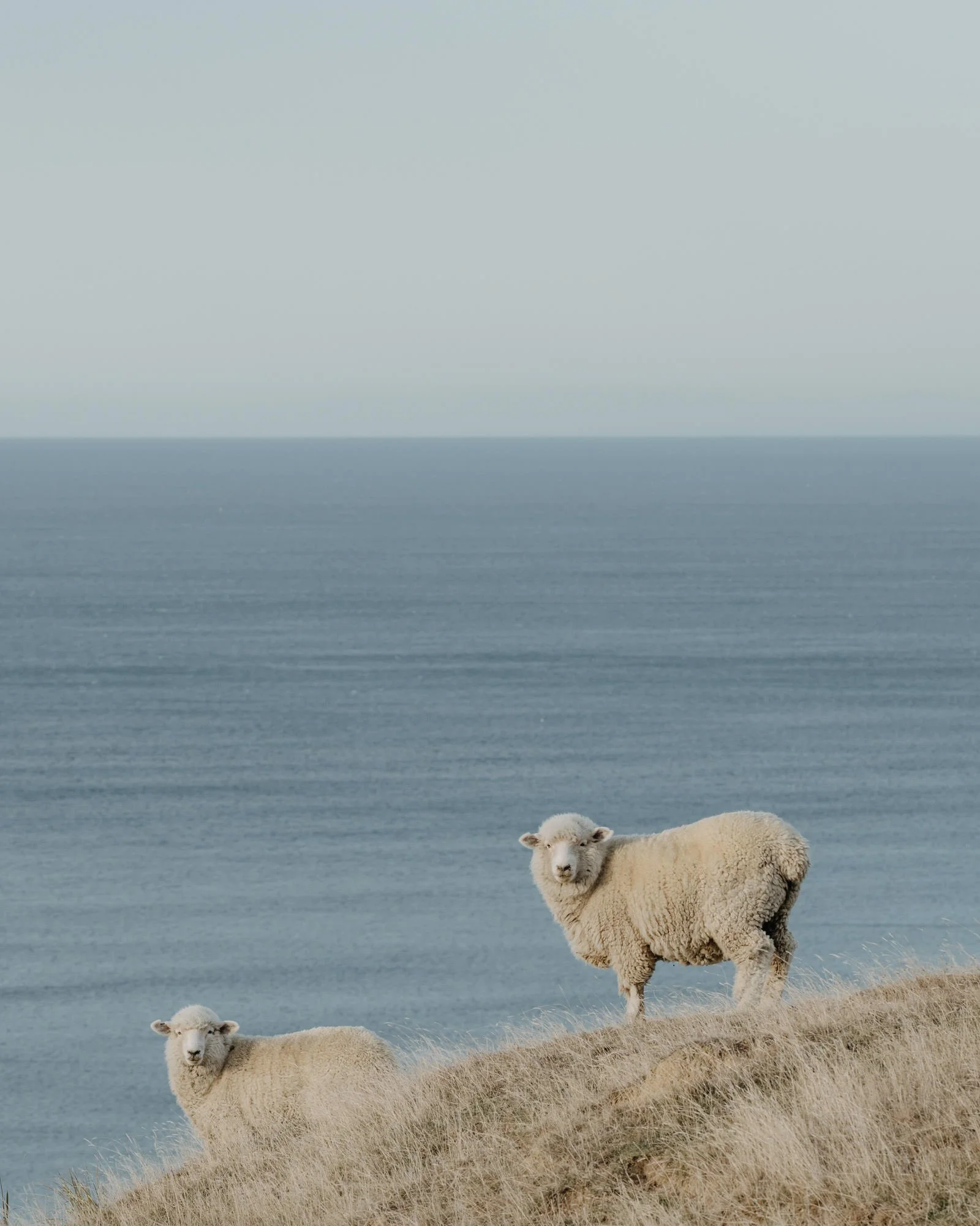 Two sheep standing on a grassy hillside near a body of water, with a cloudy sky overhead at Akitio in new zealand, where Big Wool is one of the premium suppliers of strong wool scoured for furniture manufacture and production in the world