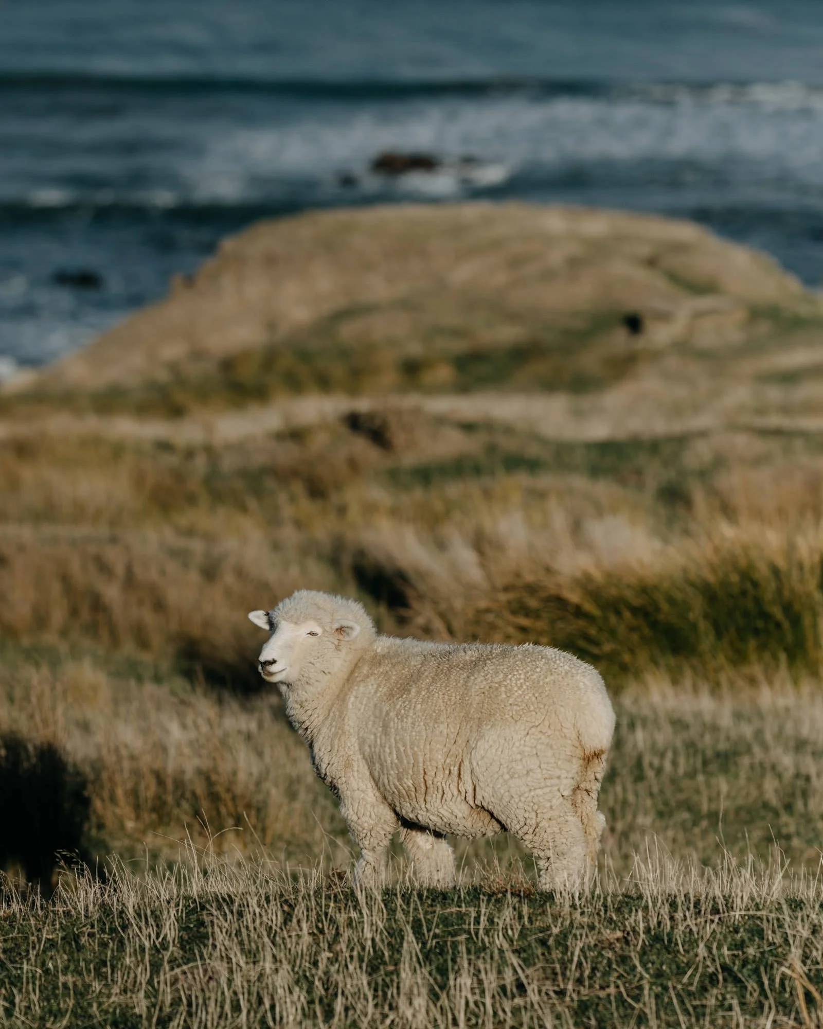 A sheep standing on grassy farm at Akitio, where Big Wool and Big Save Furniture grow strong wool for premium suppliers and furniture manufacturers in nz new zealand and international