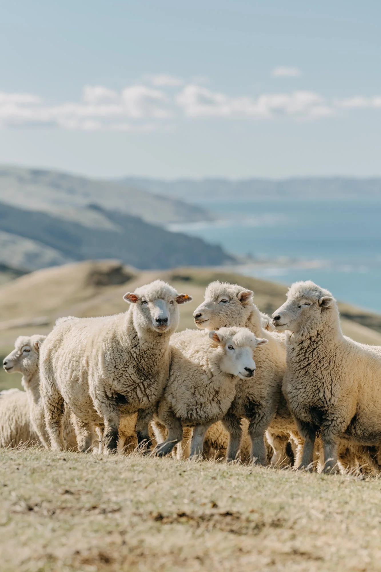 A flock of sheep grazing on a hillside at Akitio farm in New Zealand (nz) where Big Wool grows strong wool for high end premium furniture manufacturing and stuffing