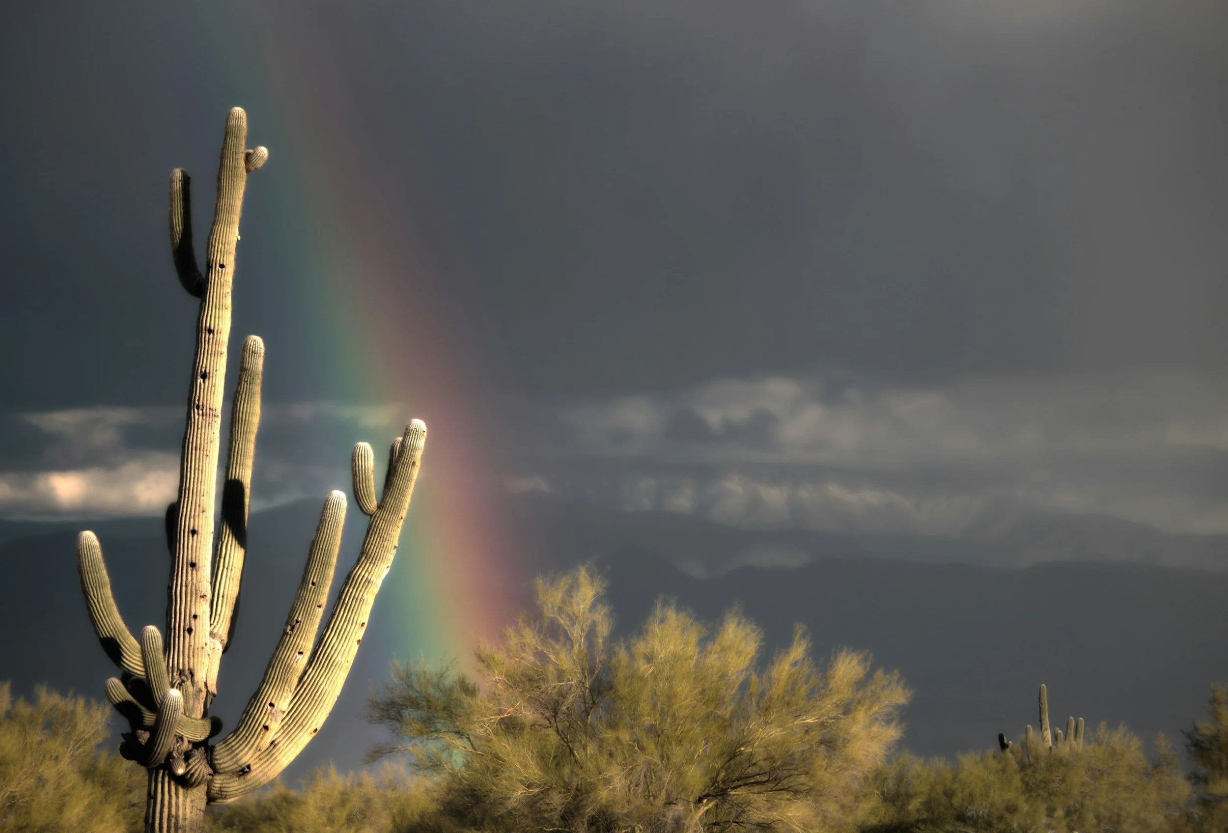 Desert landscape with saguaro cacti and a rainbow sky, representing LGBTQ affirming therapist and LGBTQ counseling in Austin, TX.