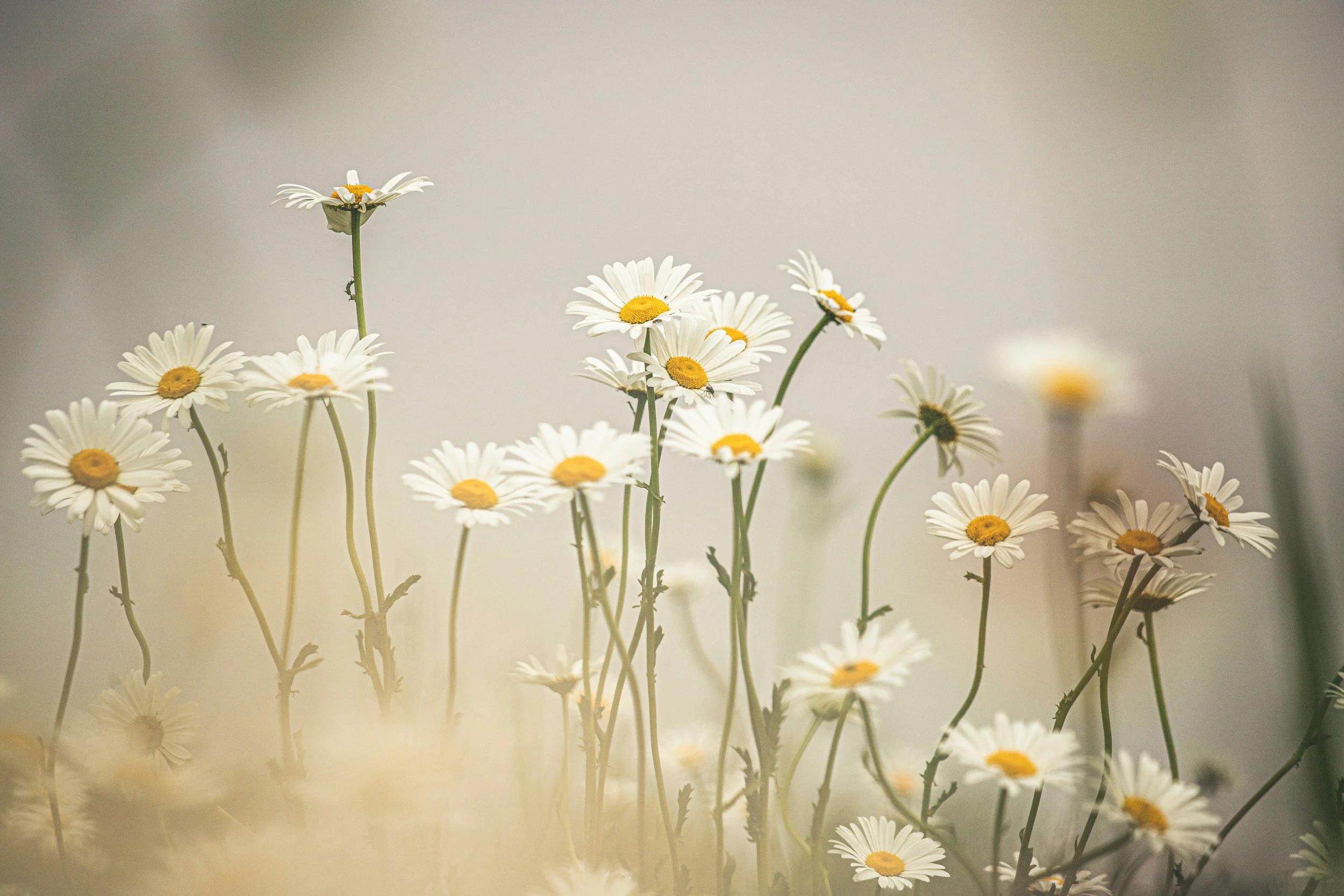 Daisies in sunlight representing growth, healing, and the inspiration behind Cosmic Daisy Counseling