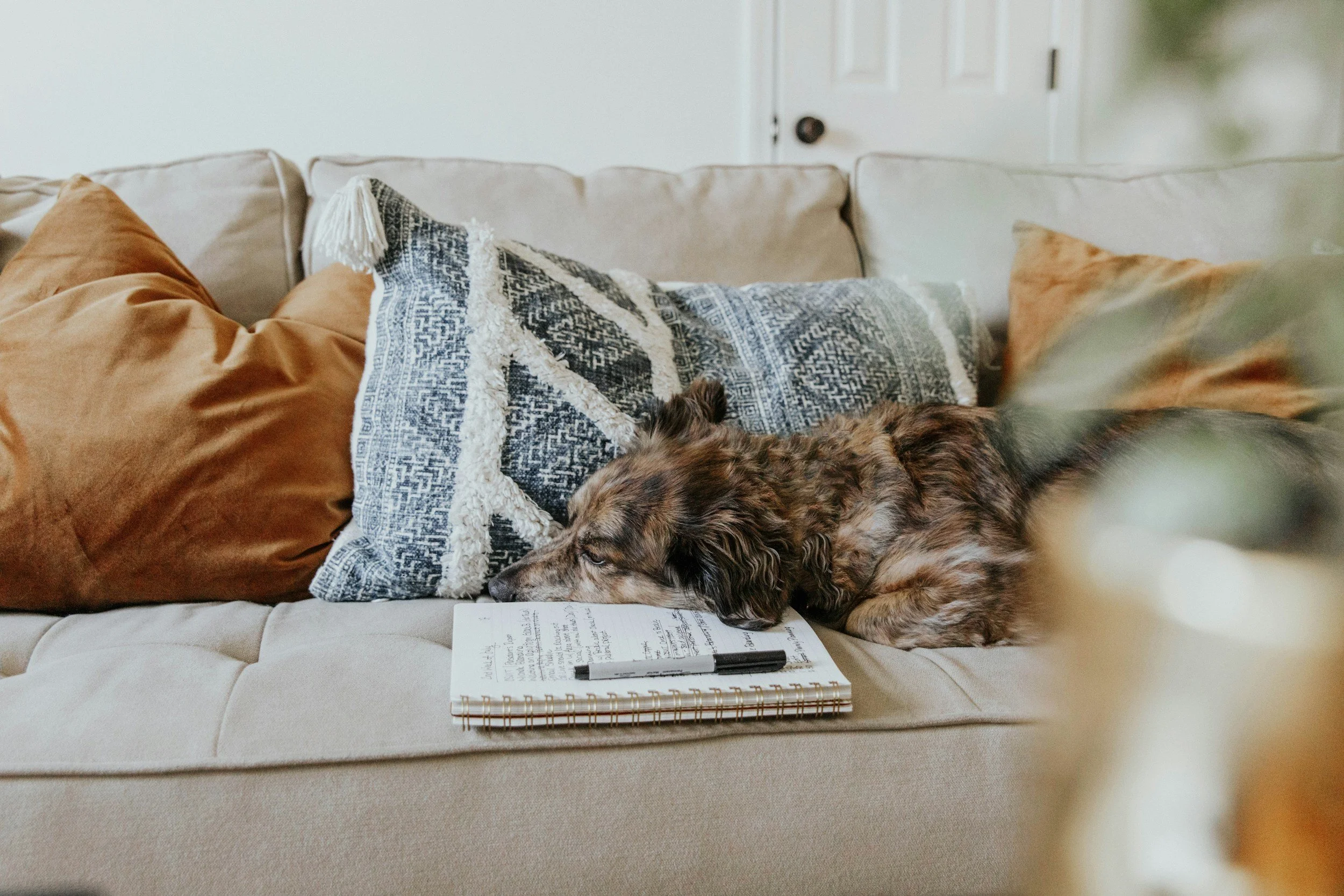 Dog resting comfortably on a couch beside a journal, representing the comfort and privacy of online EMDR therapy from home.