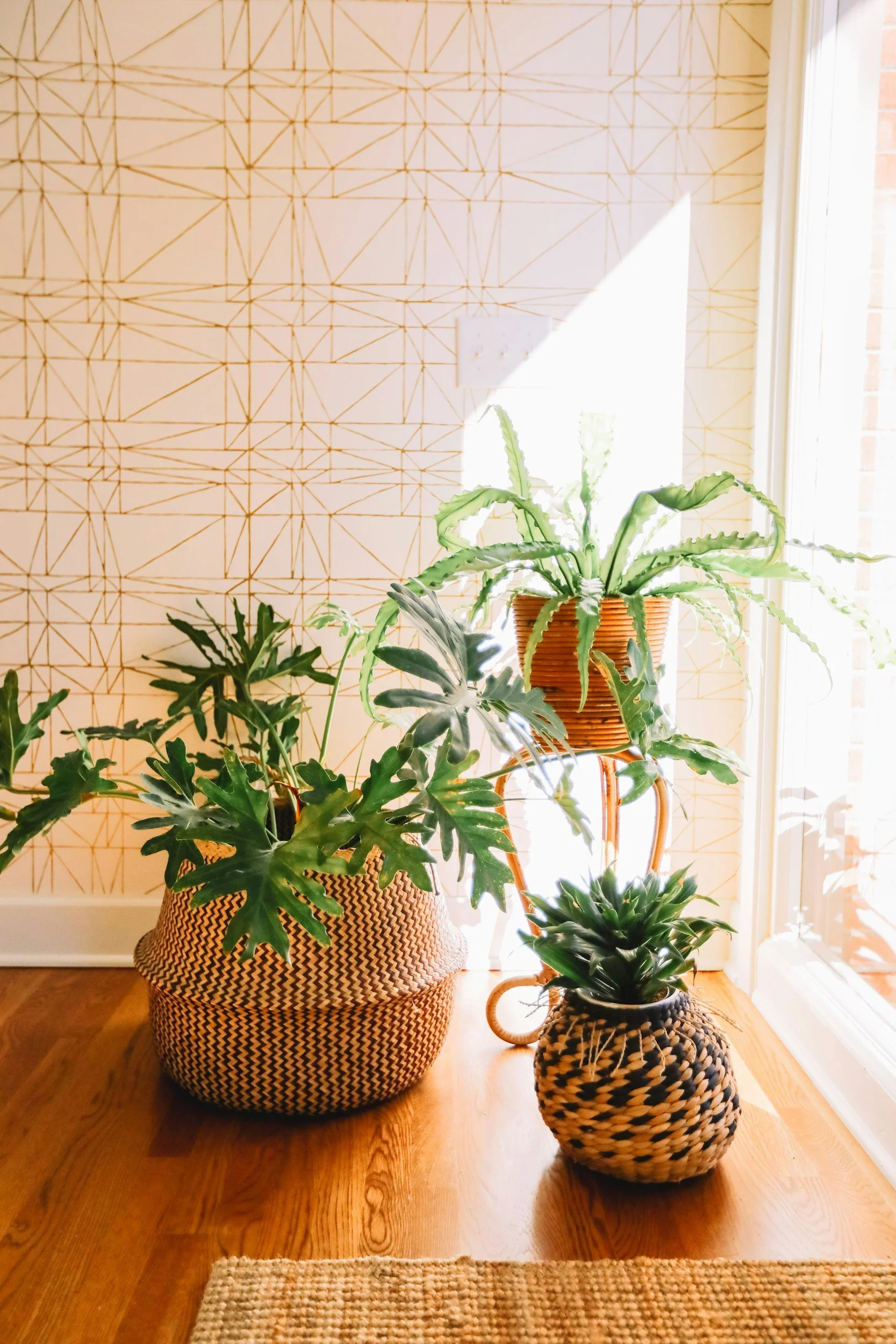 Three potted plants growing together in sunlight, representing collaborative care in gender-affirming therapy and WPATH letter support.