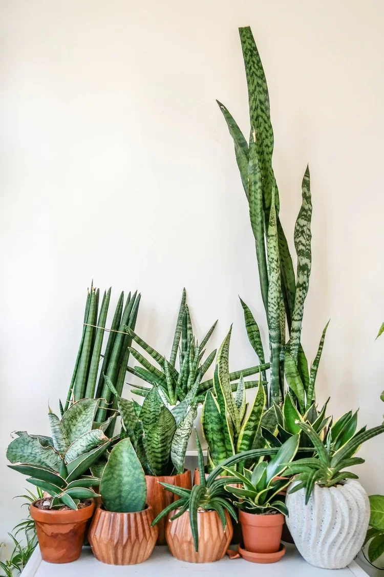 Collection of potted snake plants representing growth and grounding in therapy with Caitlin Senger, LPC, PMH-C