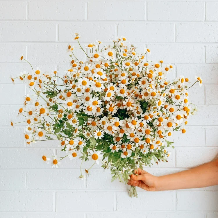 Daisy bouquet representing Cosmic Daisy Counseling and the story behind its focus on reproductive mental health and pregnancy loss