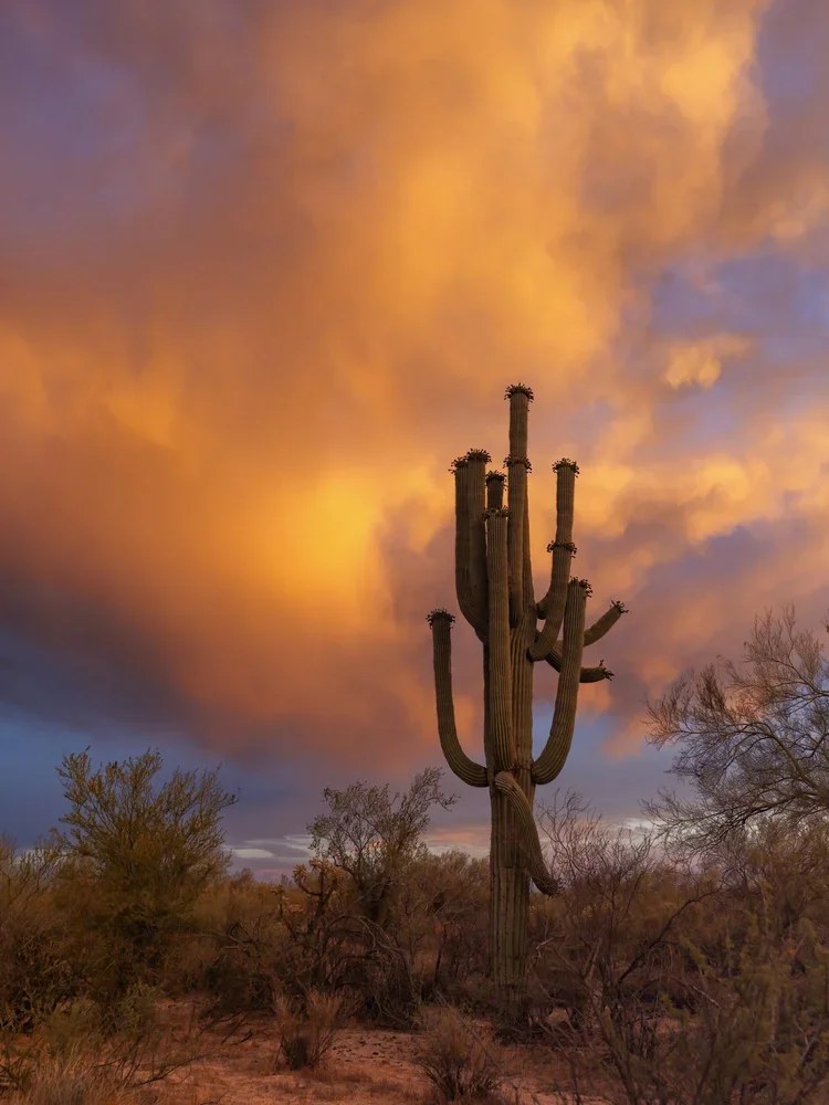 Cactus silhouetted against a sunrise representing growth and healing in therapy with Caitlin Senger, LPC, PMH-C