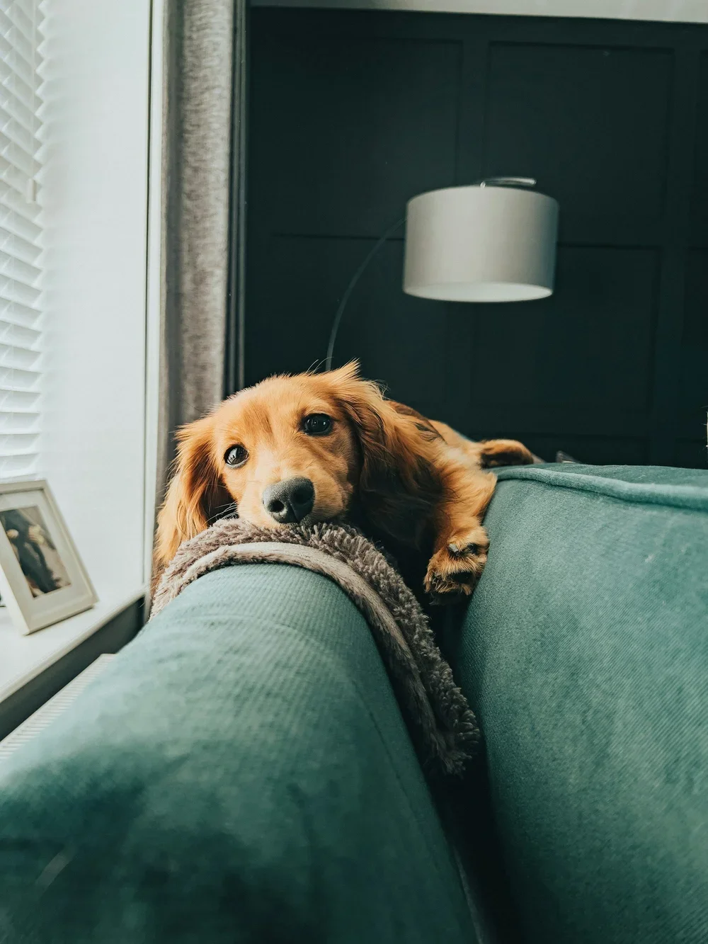 Comfort of attending online pregnancy loss counseling from home with a pet nearby
