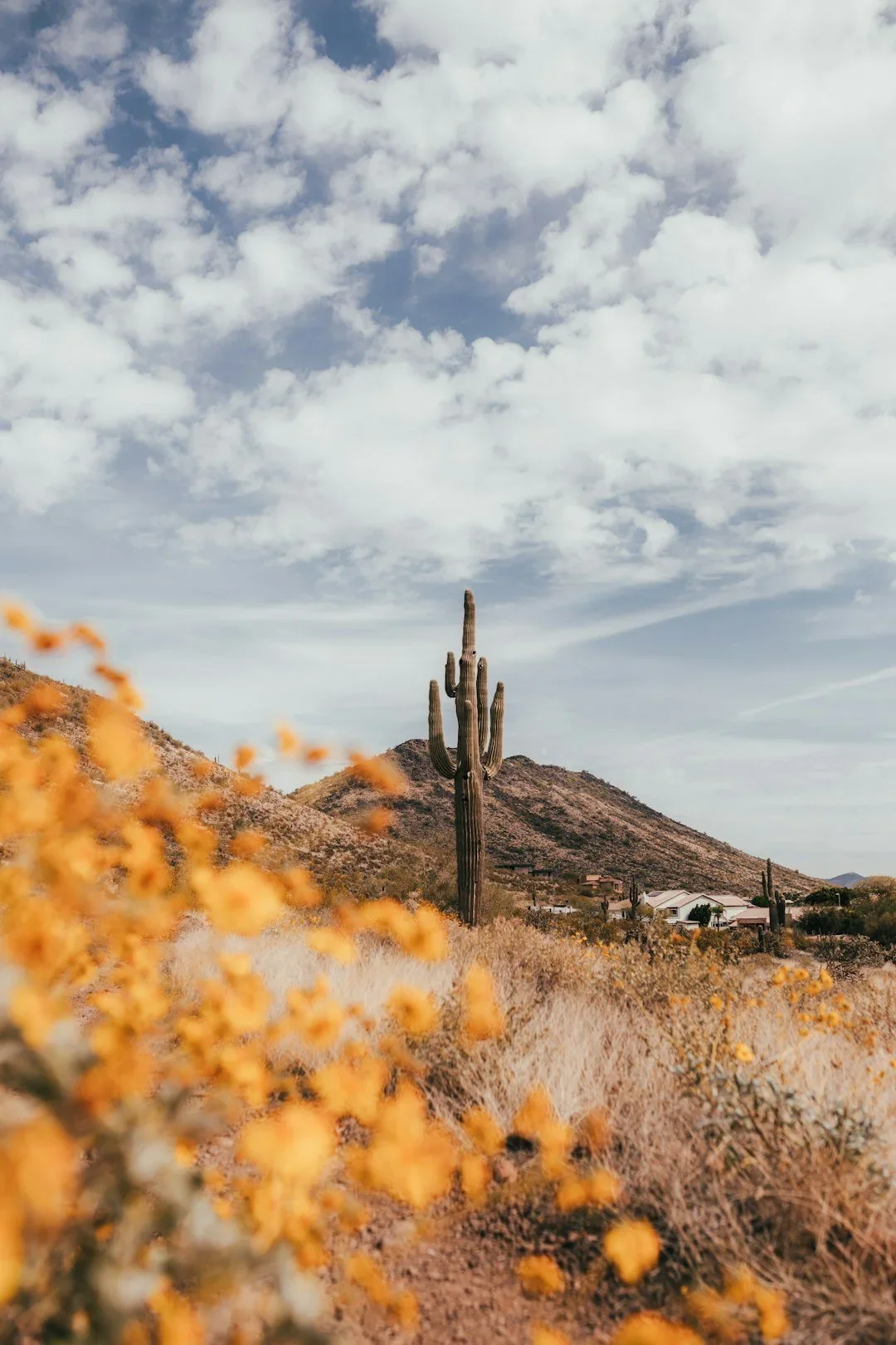 Cactus and wildflowers representing growth and healing through EMDR therapy in Austin