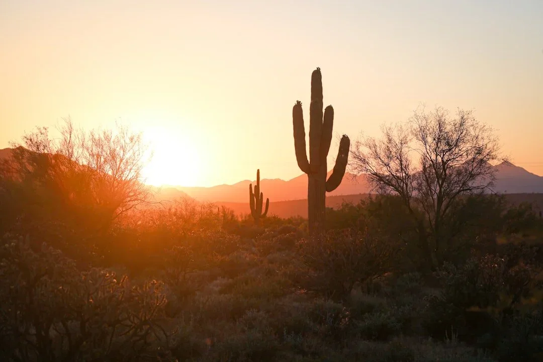 Two cacti growing side by side in the desert at sunrise, representing collaborative care and EMDR intensive therapy alongside an existing therapist.