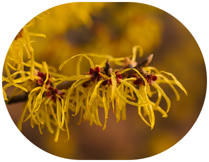Close-up of yellow witch hazel flowers with reddish-brown centers.