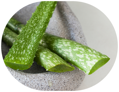 Sliced aloe vera plant leaves on a gray surface.