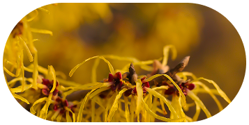 Close-up of a yellow flower with red and purple parts, possibly a orchid
