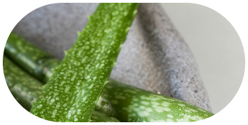Close-up of green cucumbers with white speckles