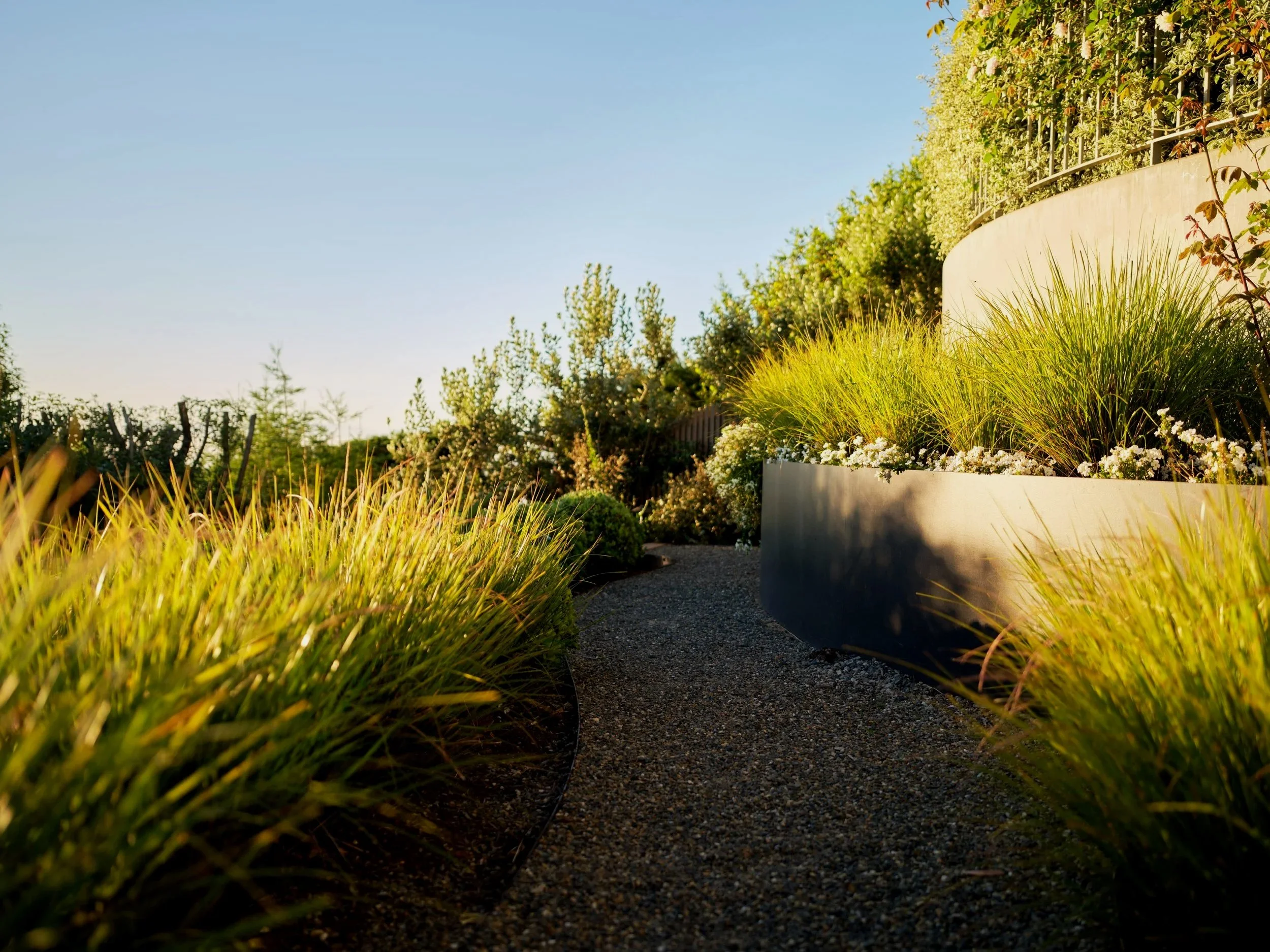 A landscaped garden with a gravel pathway, tall green grasses, and white flowers in a curved metal planter, with trees and a clear blue sky in the background.