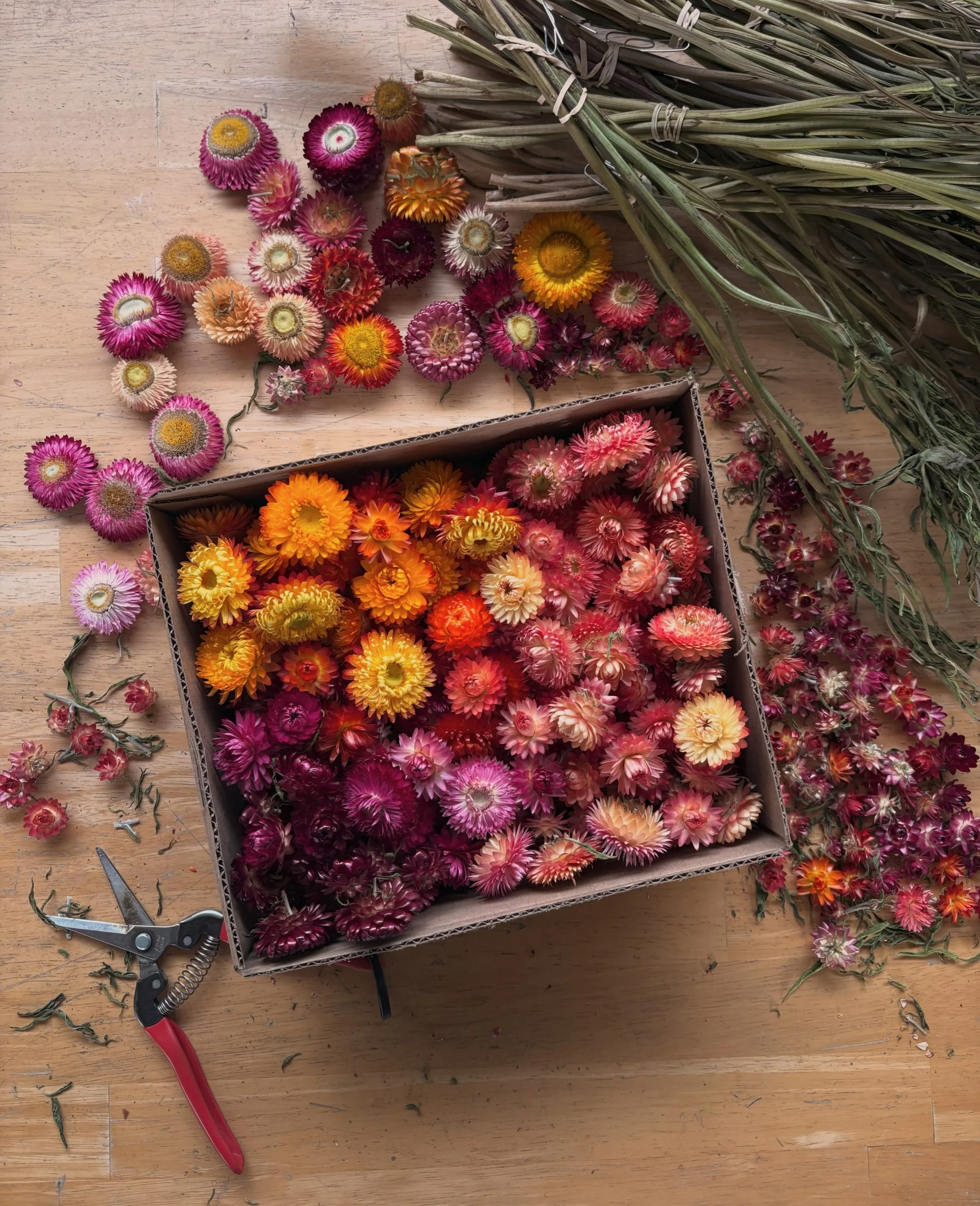 Making strawflower and marigold garlands for farm tour tomorrow 🫶