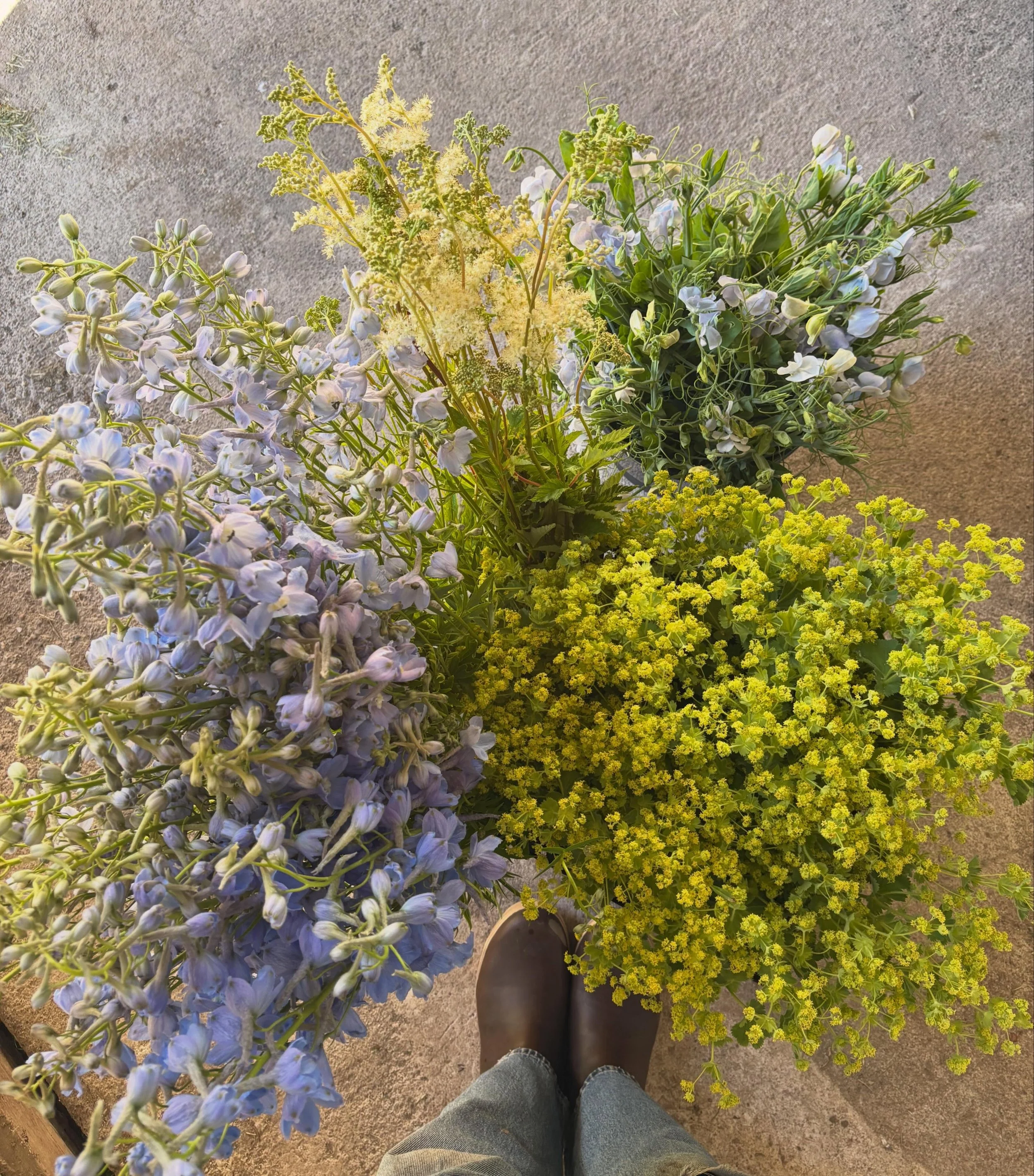 These flowers are headed to the @seattlegrowersmarket for my very first wholesale drop today 🌸

Belladonna delphinium, lady&rsquo;s mantle, meadowsweet, and lunar blue sweet pea vines from @uprising.seeds 

A small delivery, but an exciting one. Thi