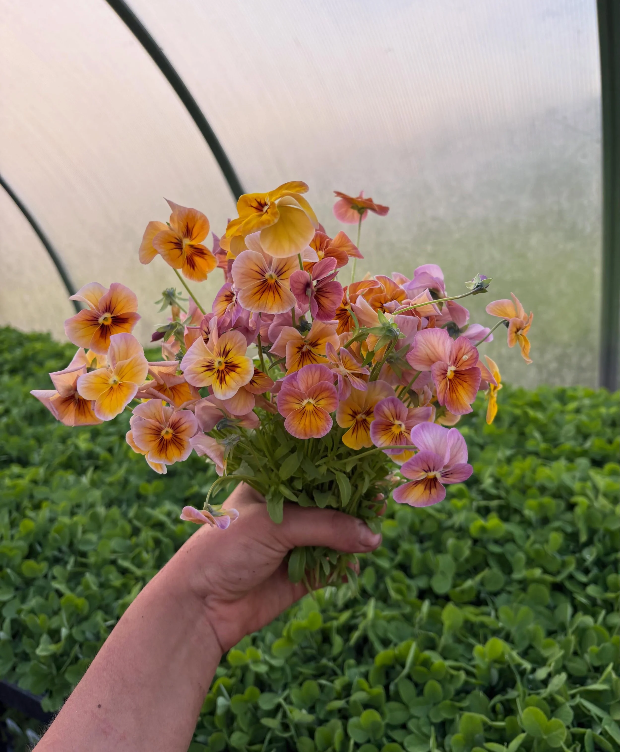 Flowers of recent 

👀 @spacetwinsprovisions pea shoots in the background