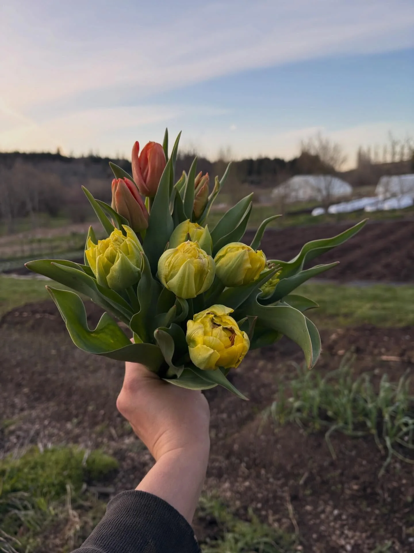 First tulips are blooming and the plot is finally coming together!

Thank you to everyone who&rsquo;s signed up for my CSA so far&mdash;can&rsquo;t wait to share what&rsquo;s growing with you 💗

Tulip bouquets will be available very soon at the whit