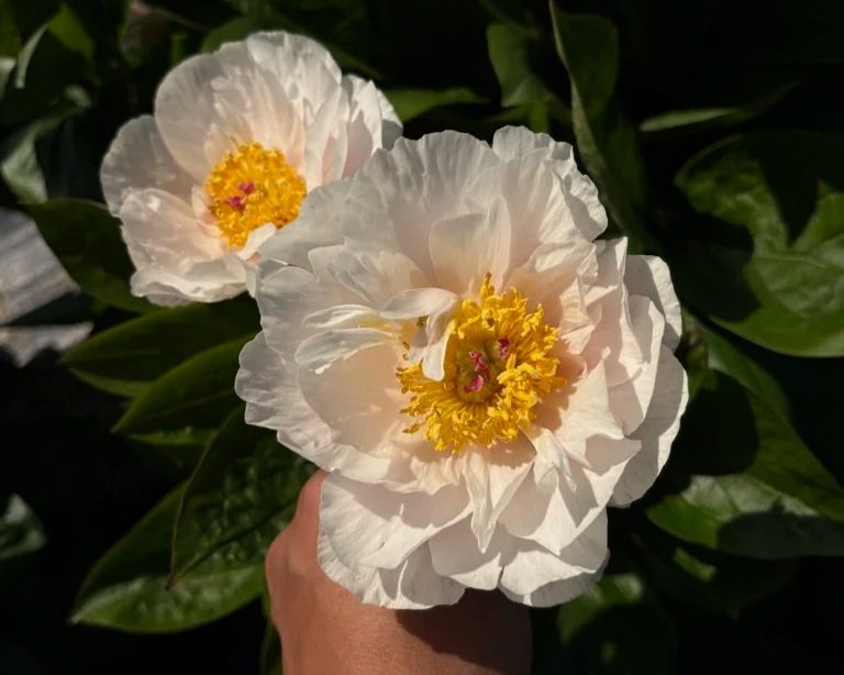 Summer CSA - Full Share (12 weeks)