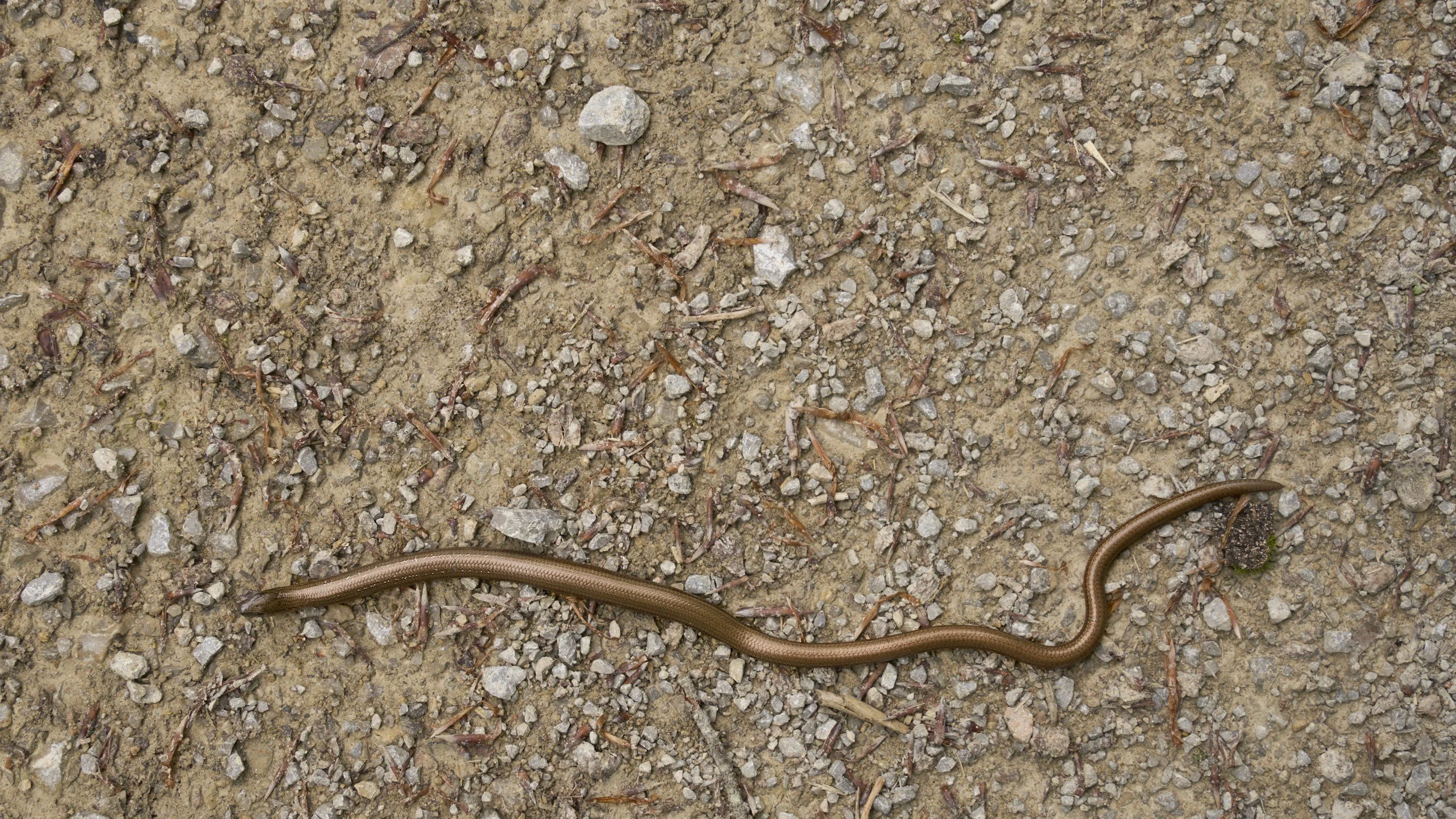 Earthworms