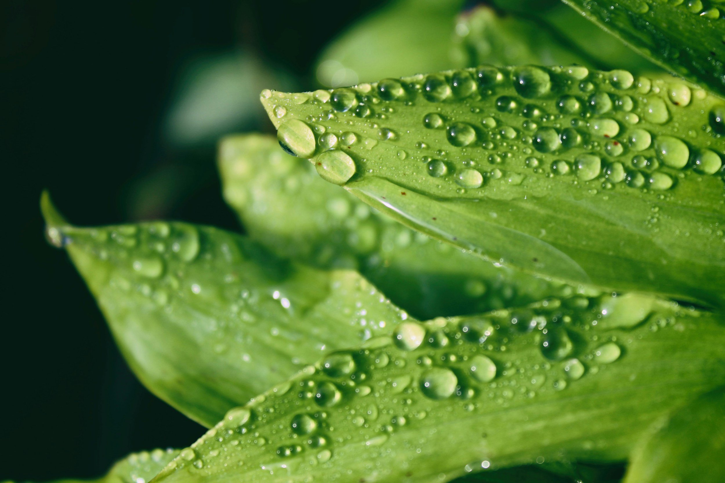 Dew