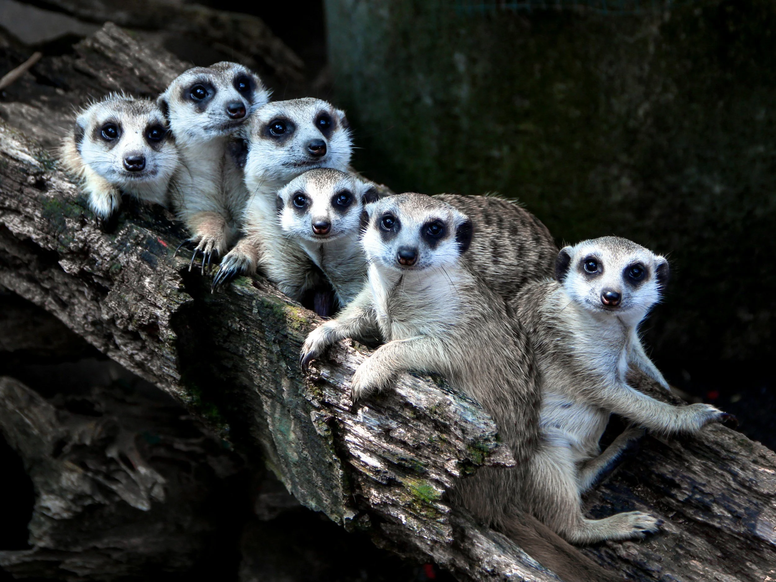 Meerkats