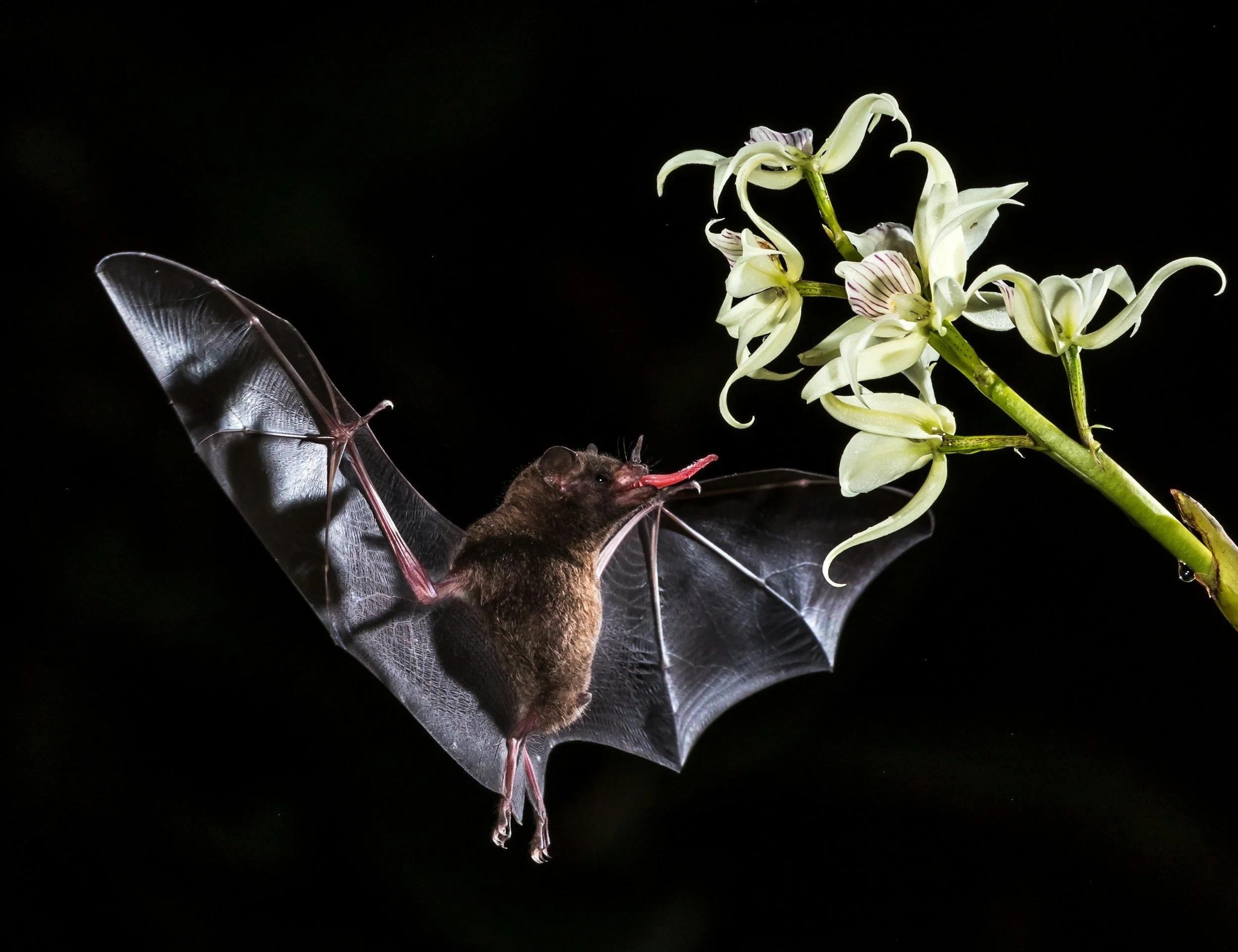 Bats