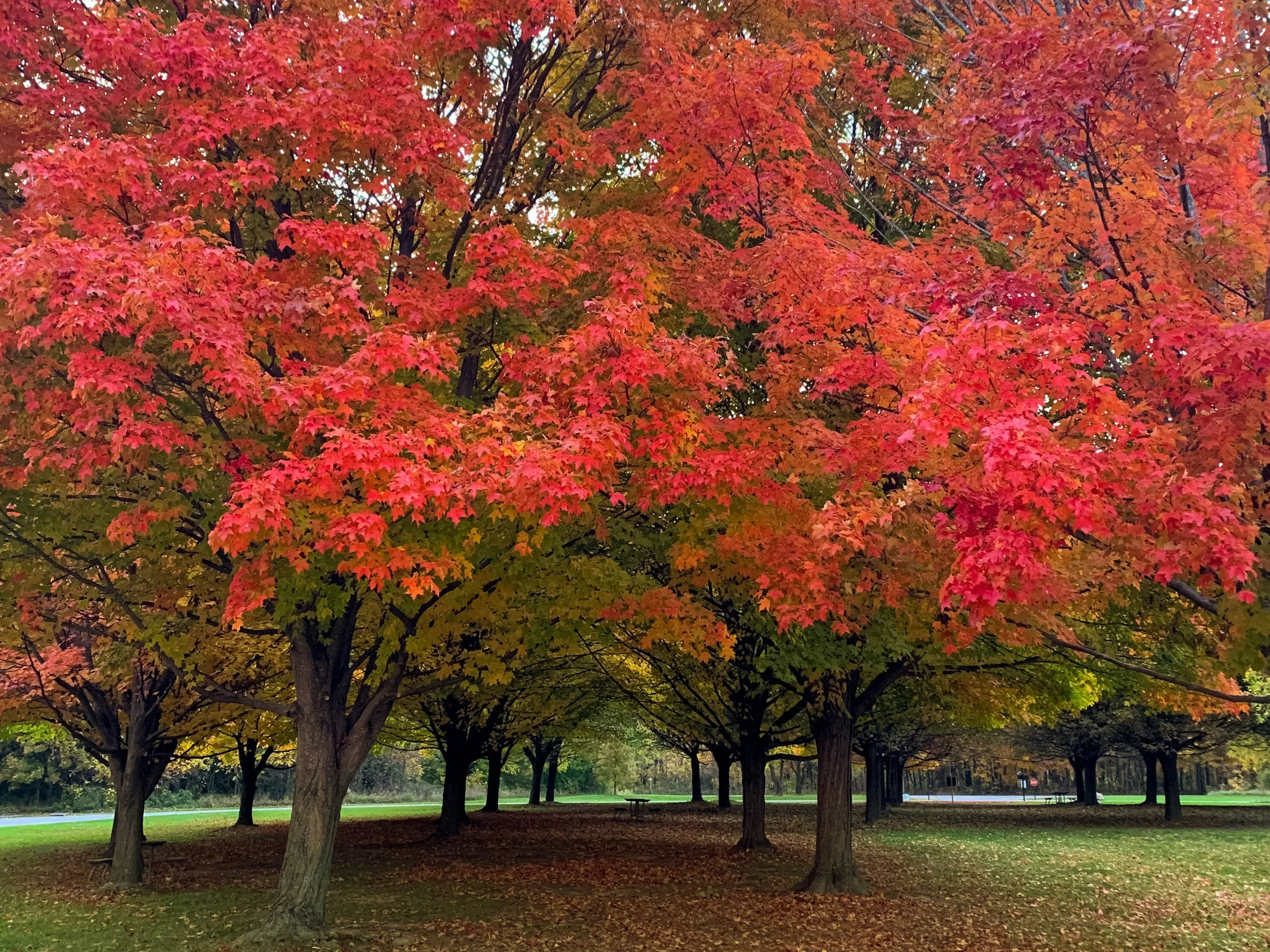 Tree Colors