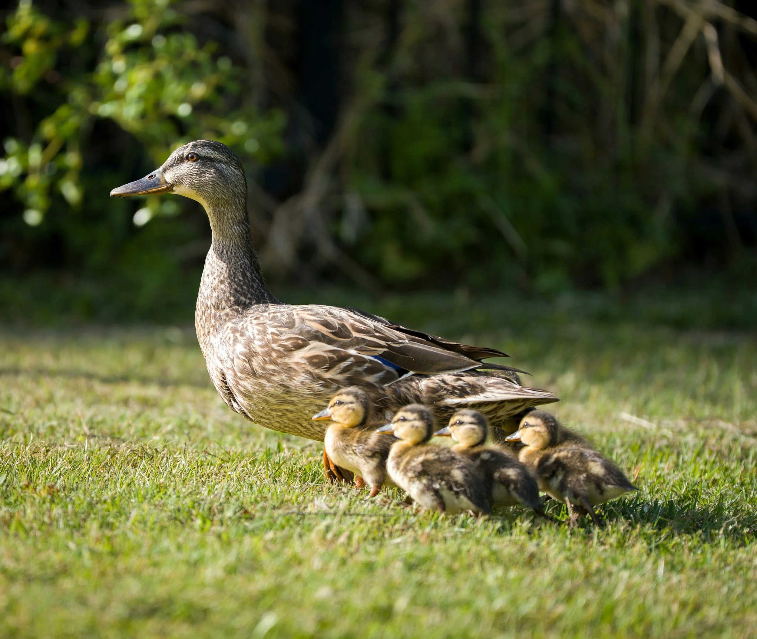 Follow the Leader