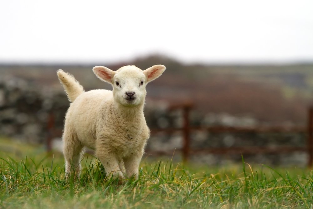 The 23rd Psalm (Part 1)