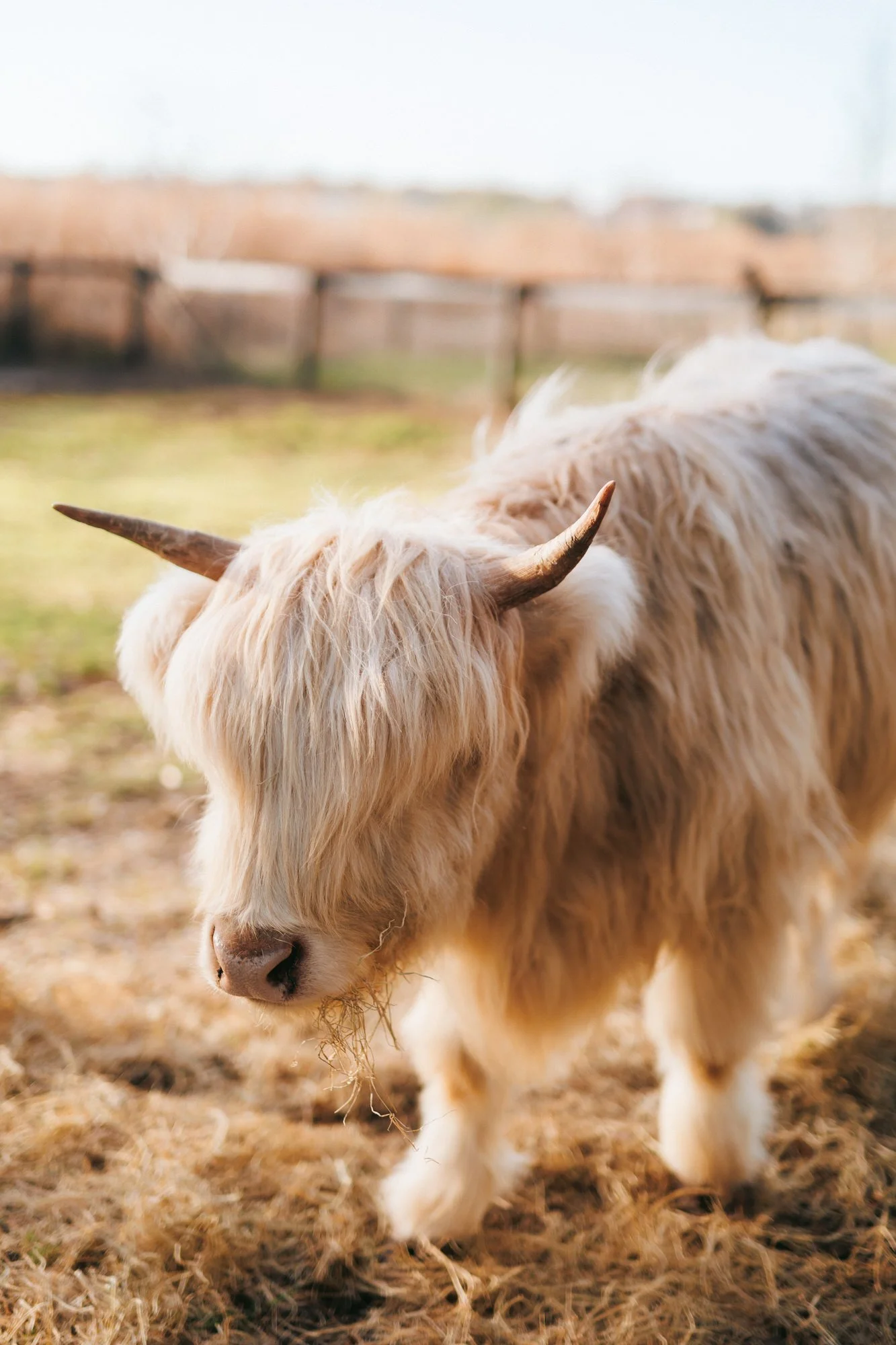 highland cows at Mill Pond Estate wedding venue Tampa