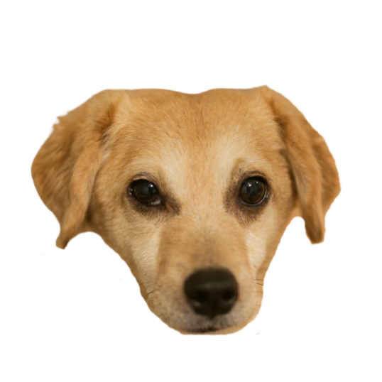 Close-up of a tan dog with dark eyes and a black nose, looking directly at the camera