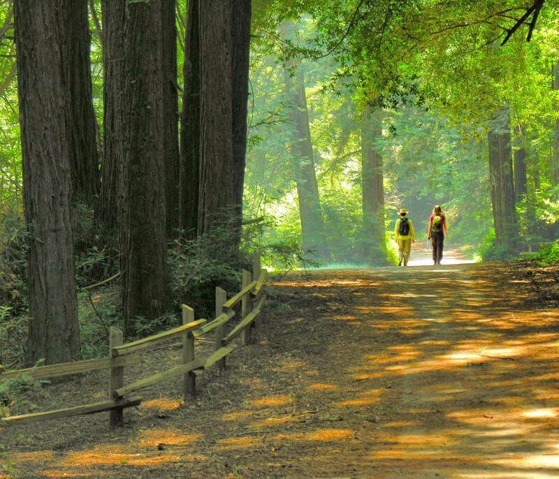 Two people walking on a dirt trail through a green forest, with tall trees and sunlight filtering through the leaves. Home support federal care, caregiving, caregiver's doula