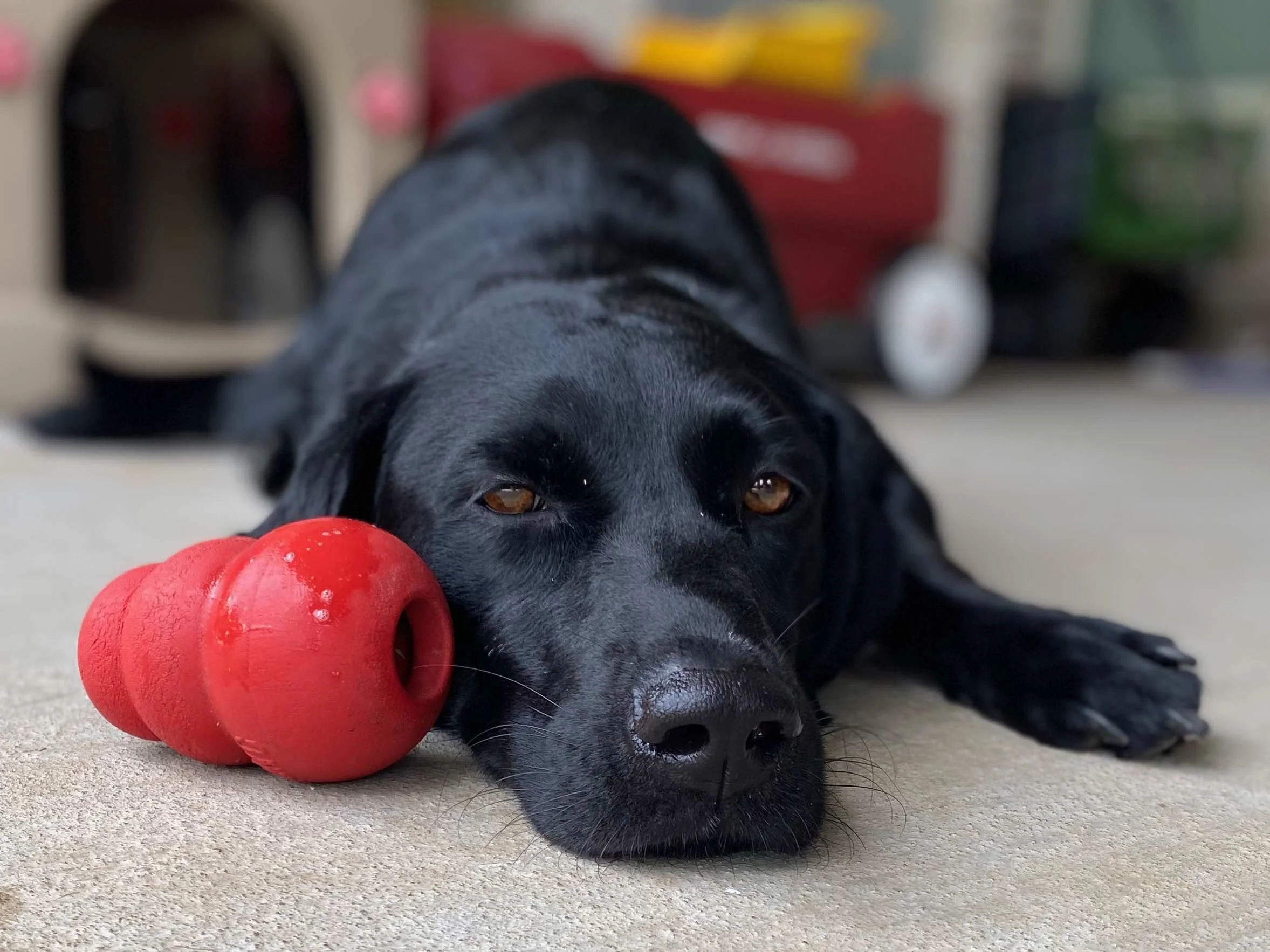 A black Labrador retriever lying on the floor with a red rubber toy near its head, looking directly at the camera with a relaxed expression.