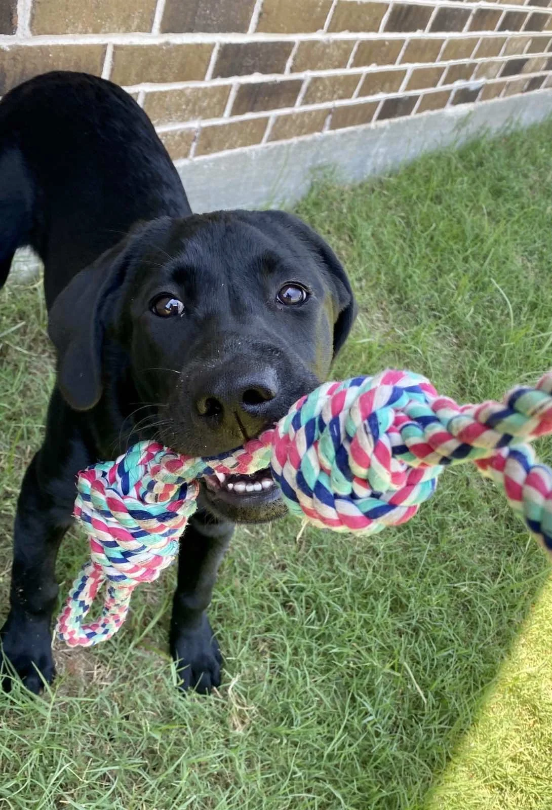 Black puppy playing tug of war with a colorful rope in a grassy yard near a brick wall.