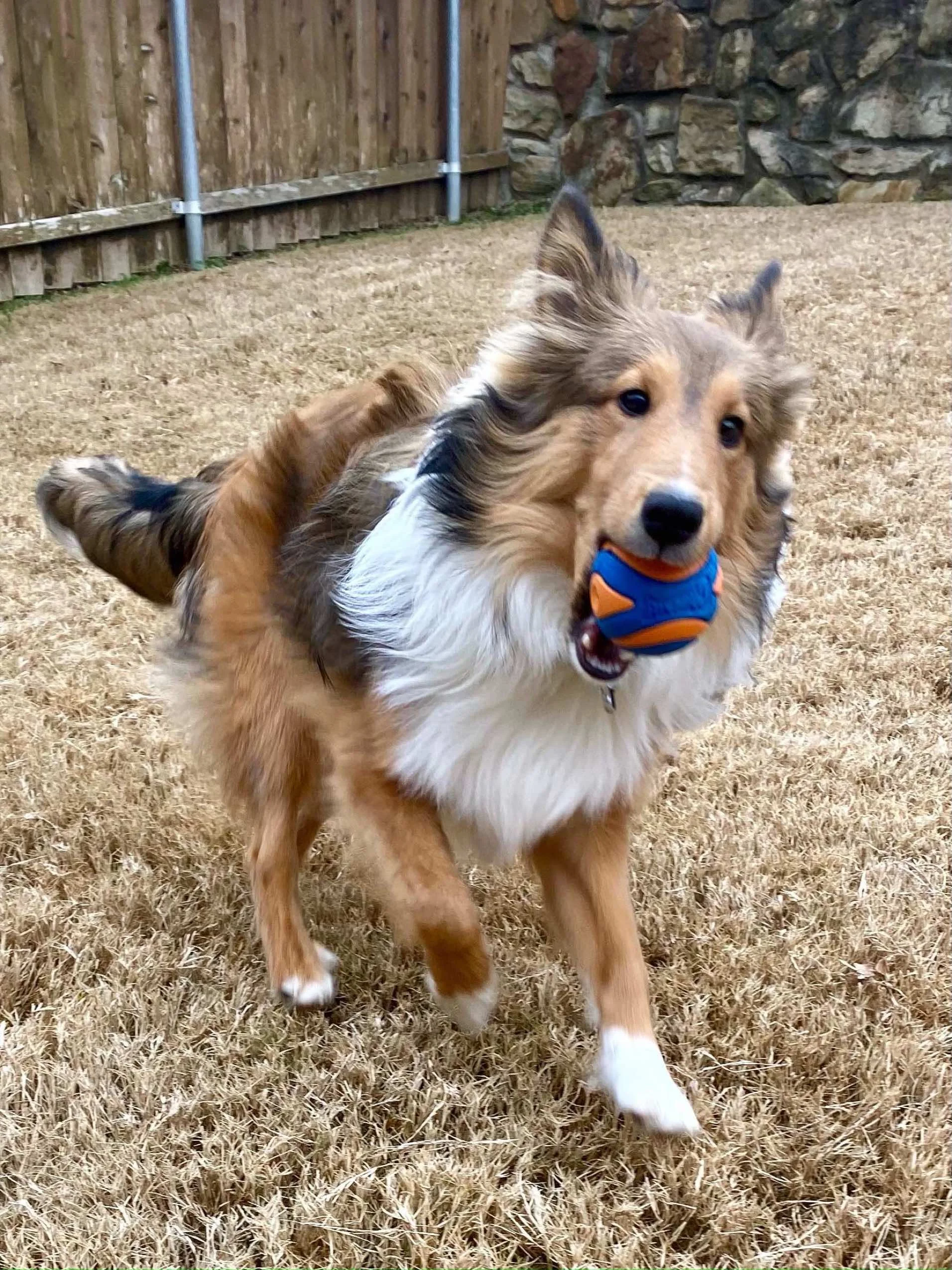 A happy shepherd dog running on a backyard grass lawn, holding a blue and orange ball in its mouth.
