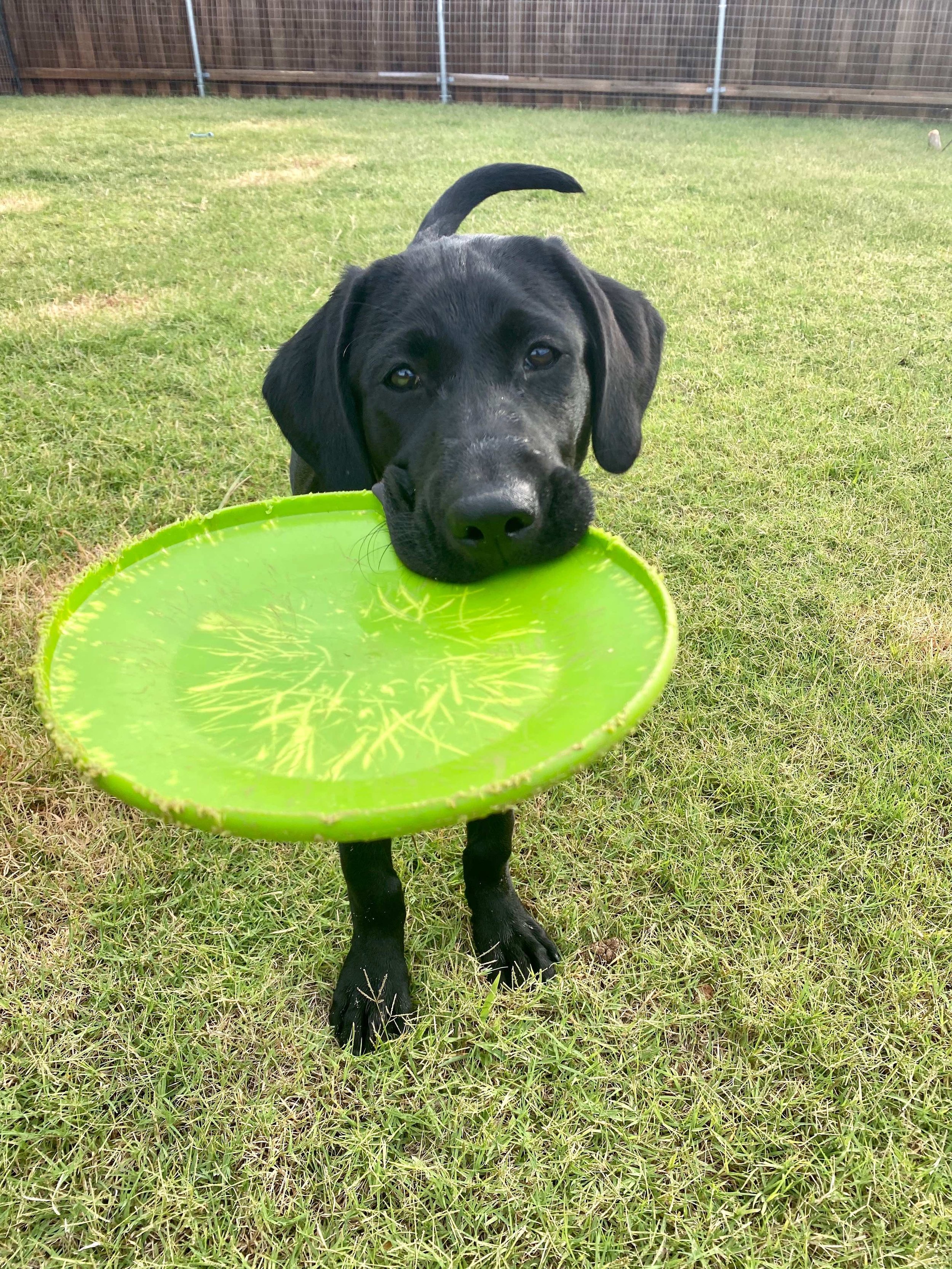 Black Labrador puppy carrying a green frisbee in its mouth on a grassy yard.
