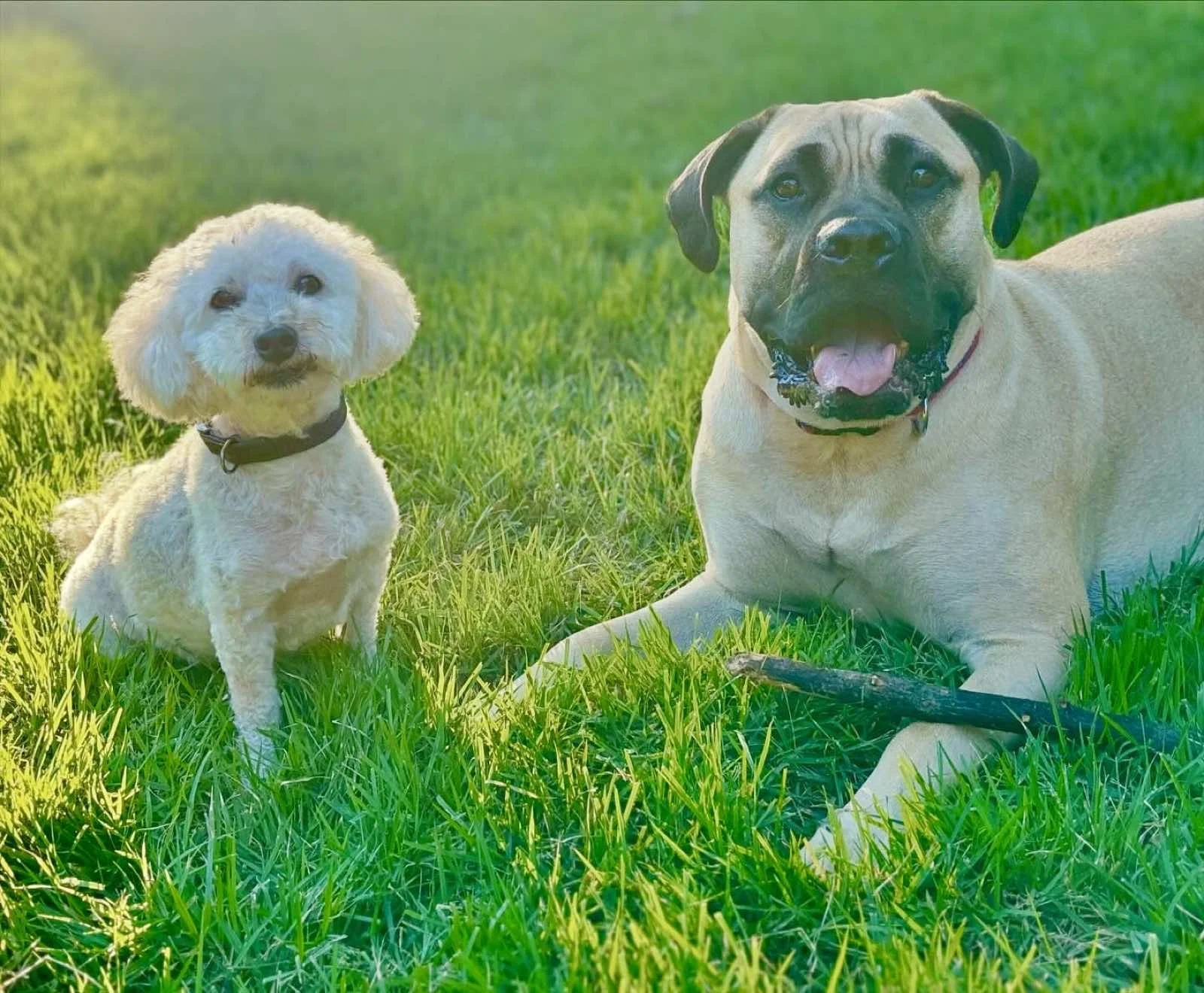 Two dogs, a small white poodle and a large tan mastiff, are sitting on green grass in a sunny outdoor area, with the mastiff holding a stick in its paw.